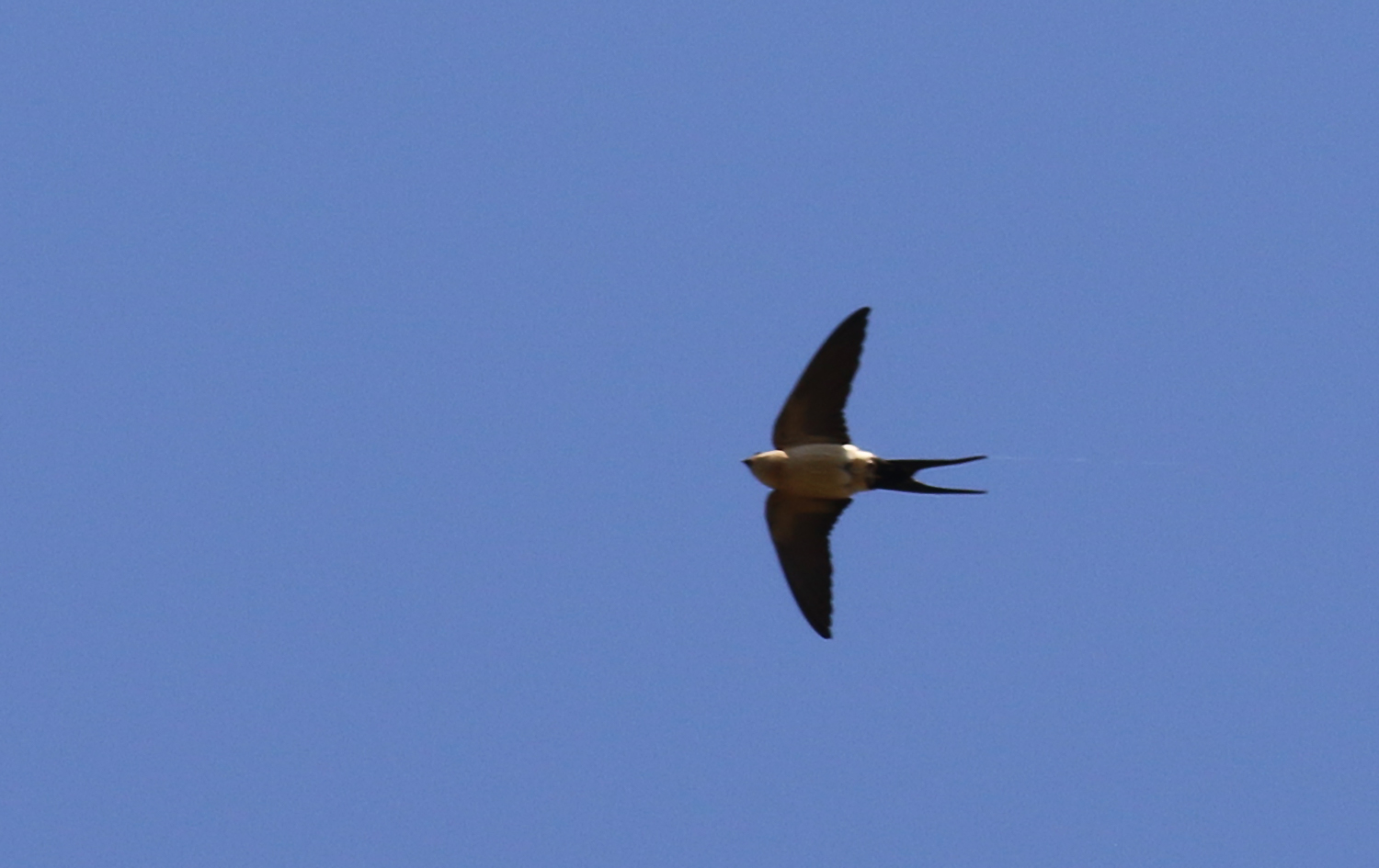 Red-rumped Swallow