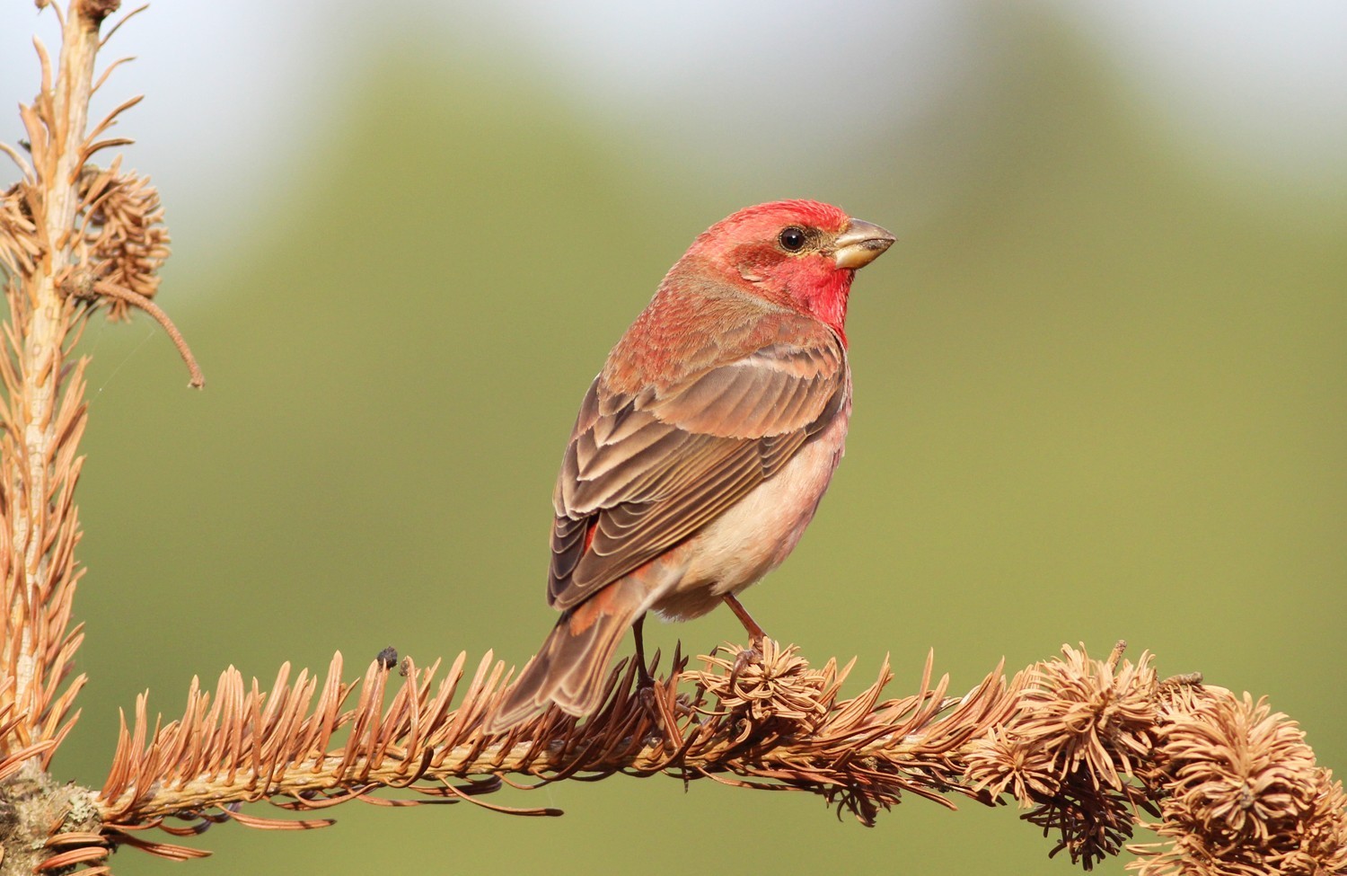 Common Rosefinch