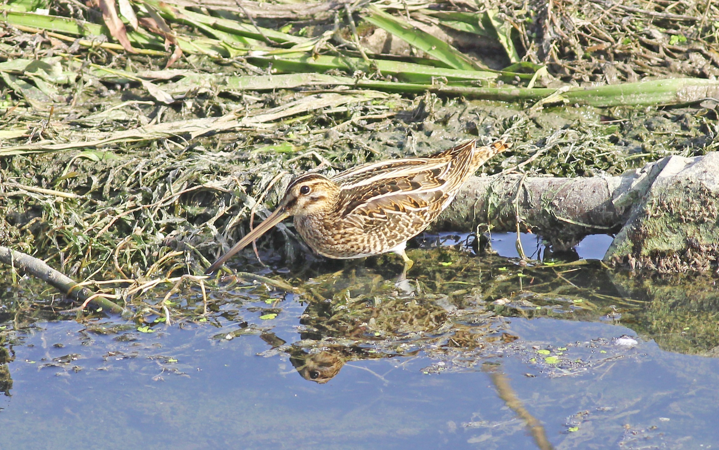 Common Snipe