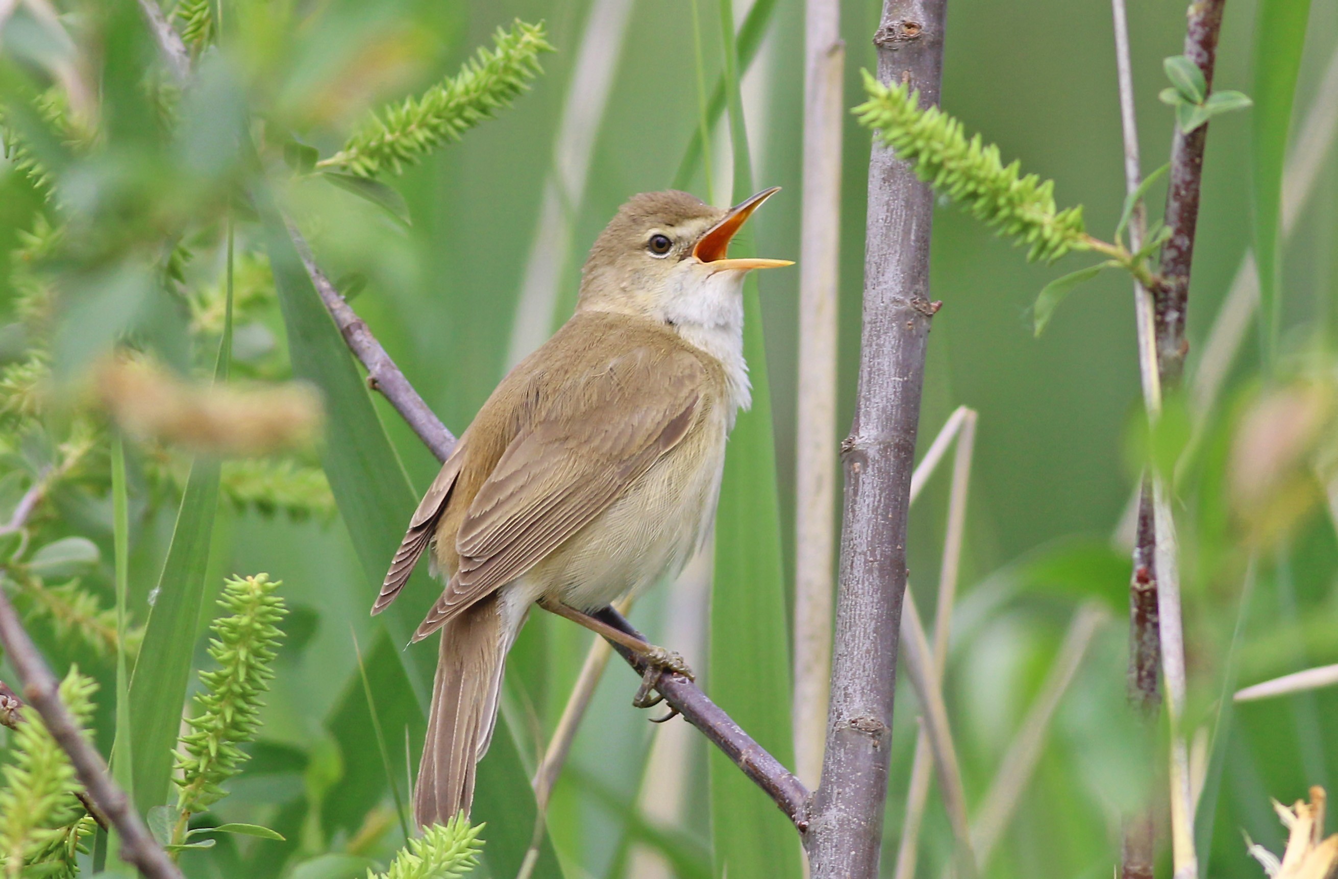 Eurasian Reed Warbler