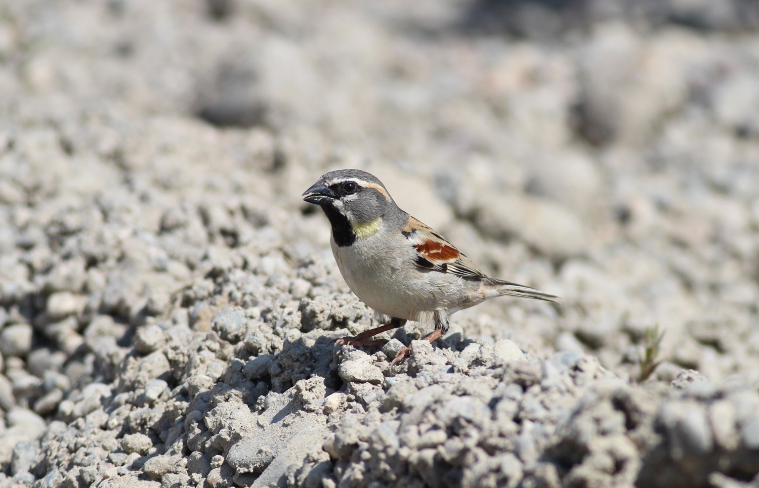 Dead Sea Sparrow
