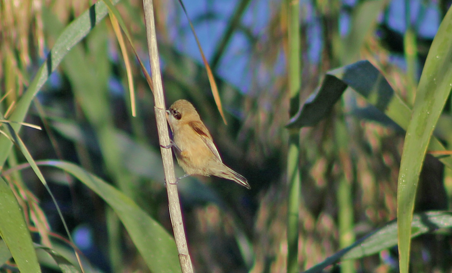 Eurasian Penduline-Tit
