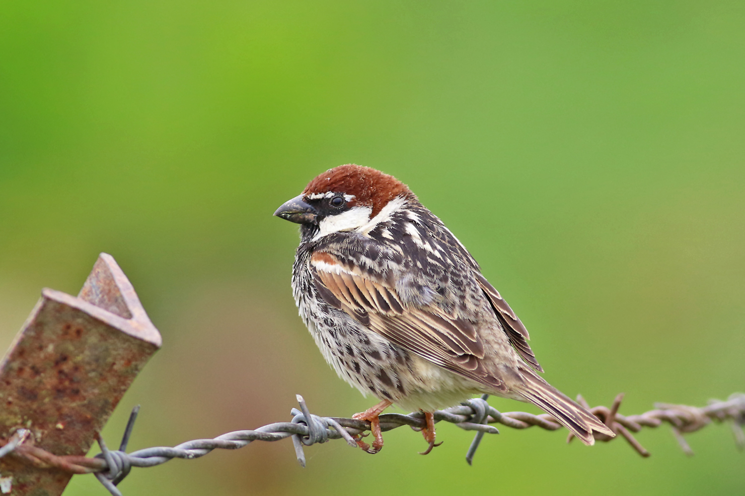 Spanish Sparrow
