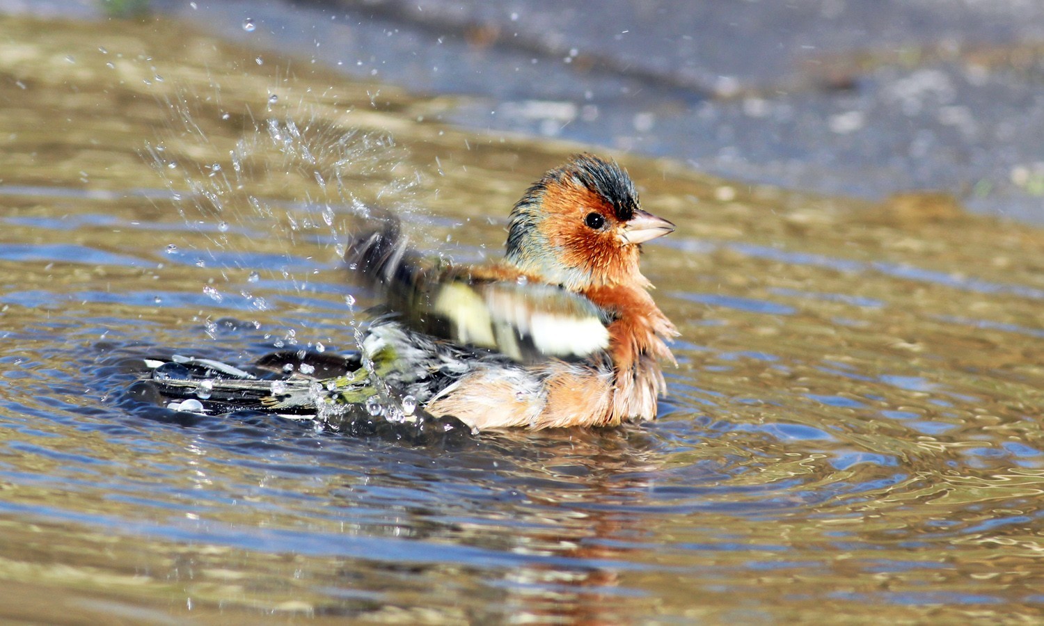 Common Chaffinch