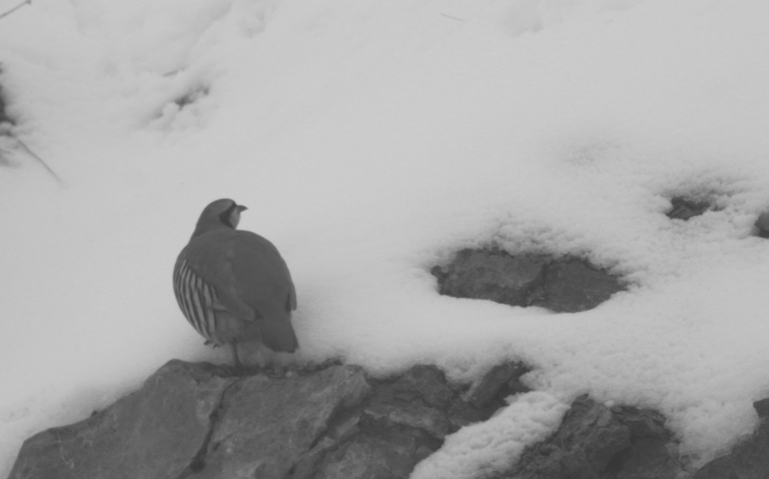 Chukar
