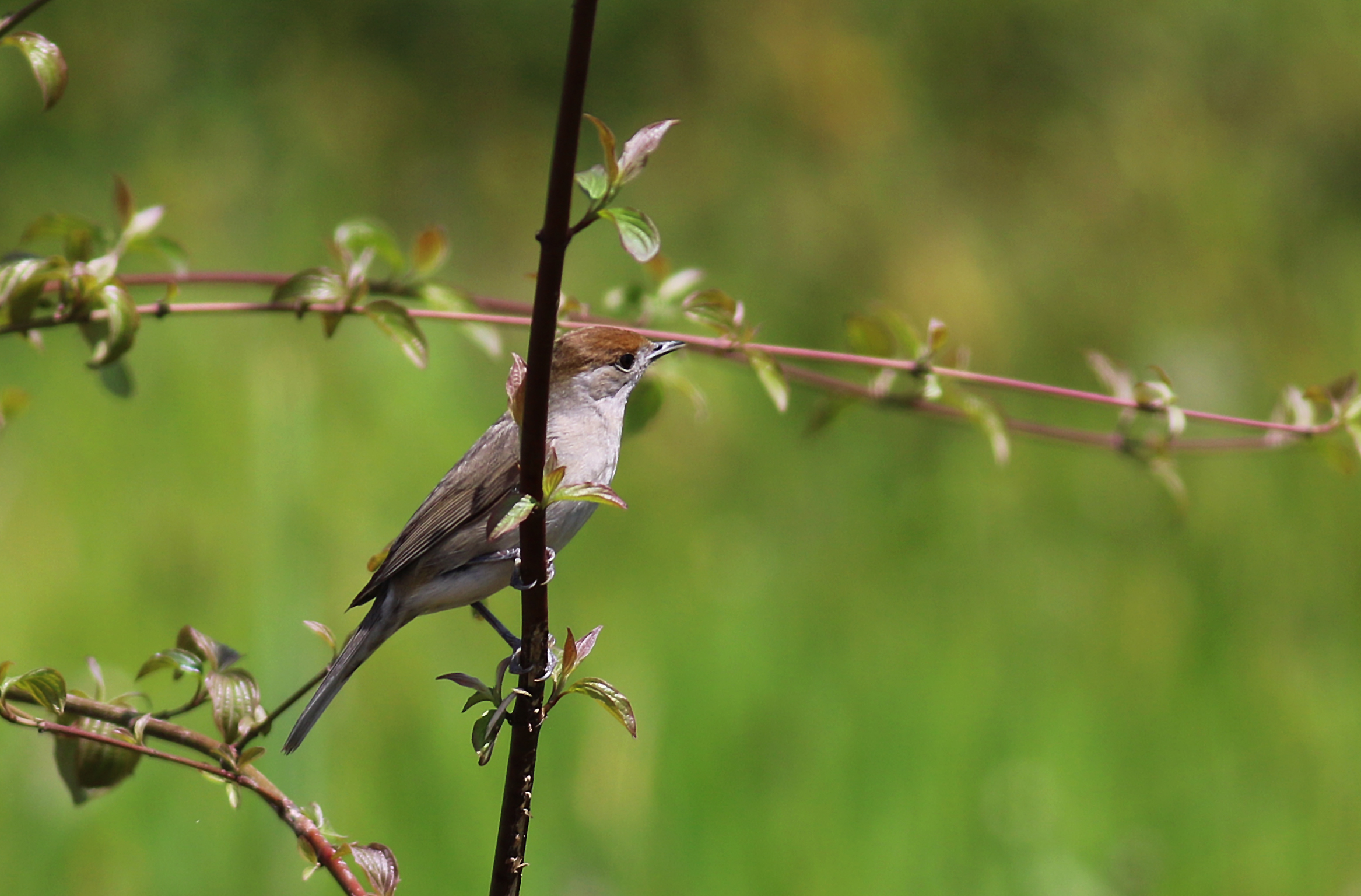 Eurasian Blackcap