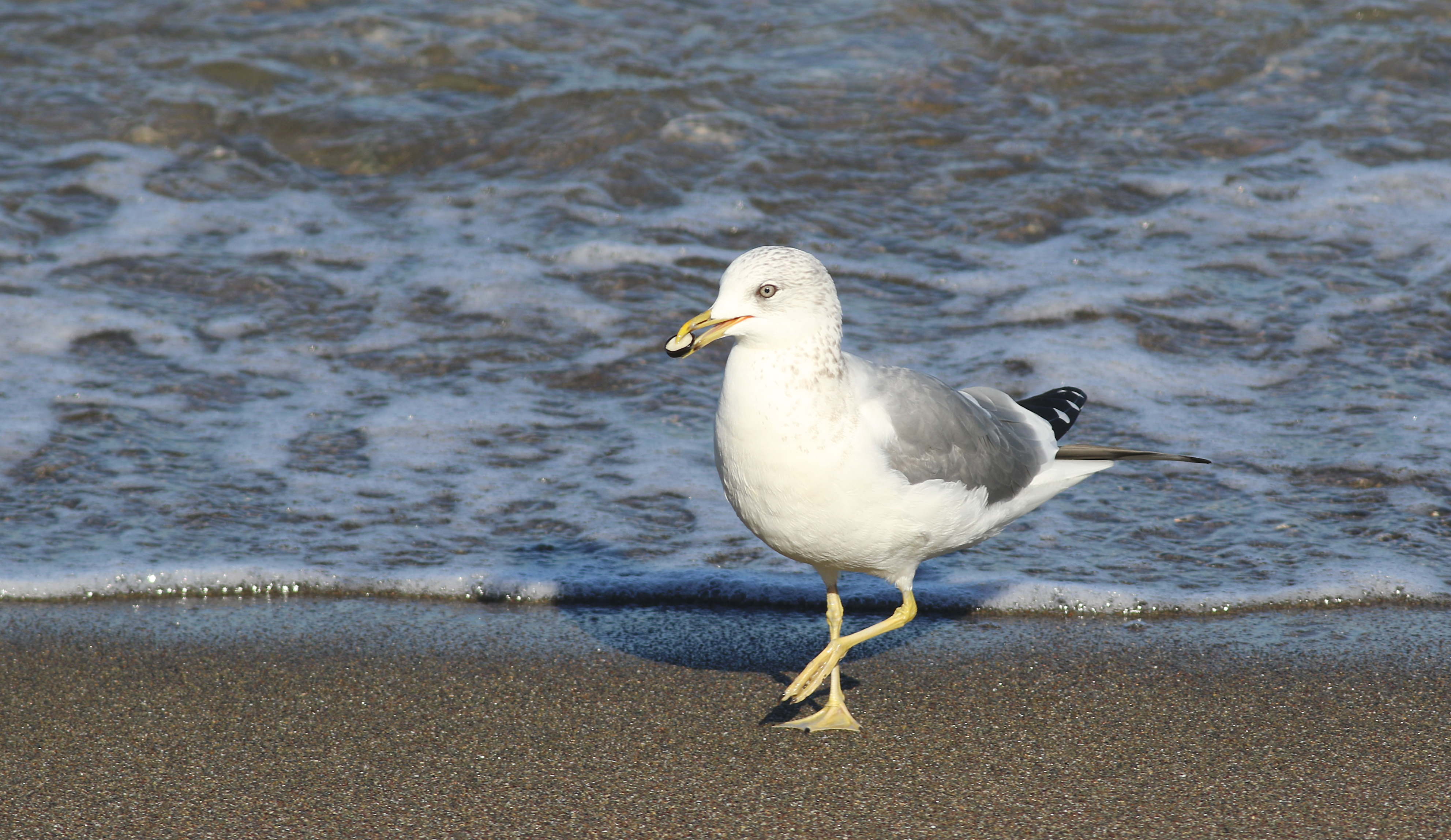 Mew Gull