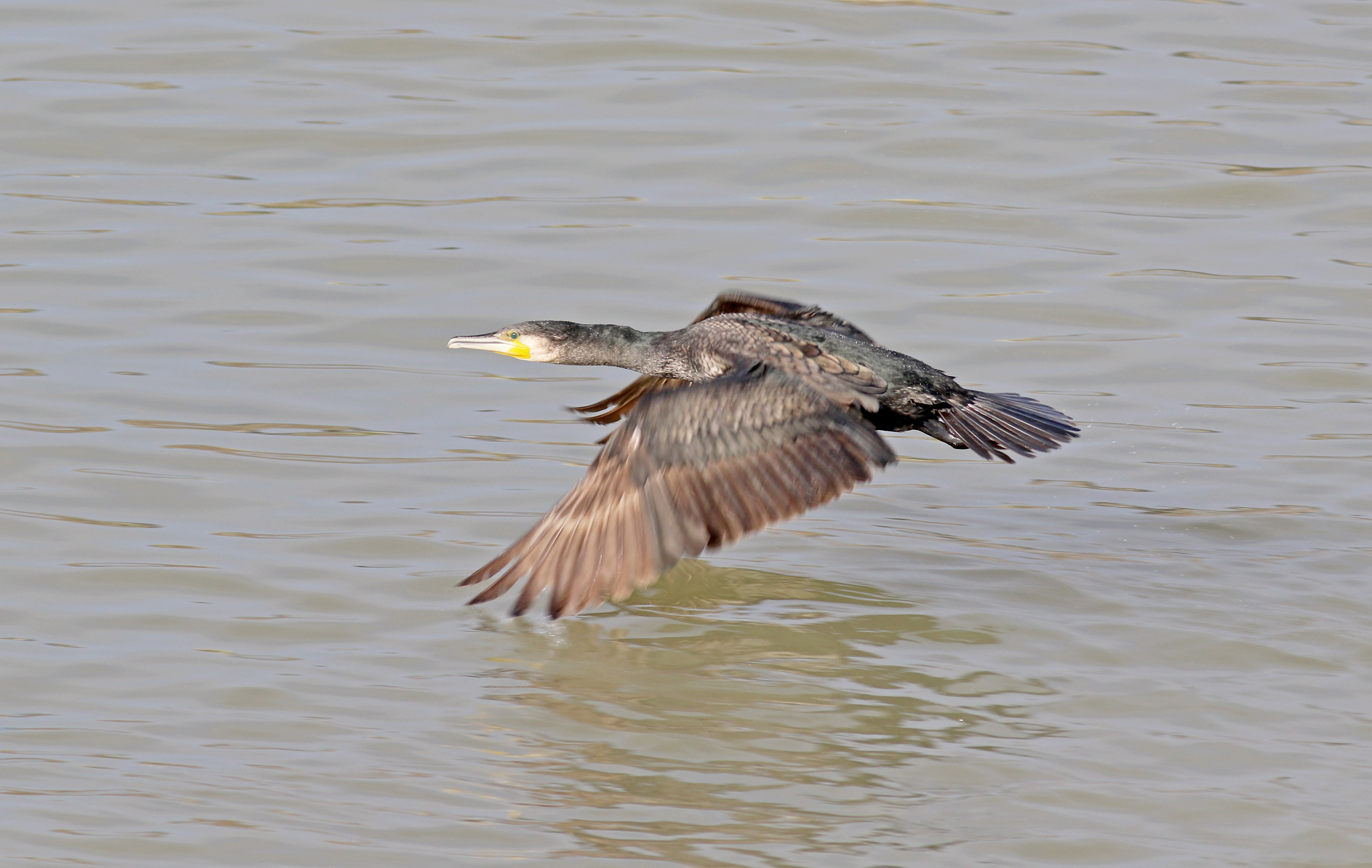 Great Cormorant