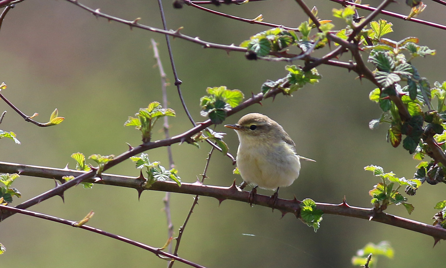 Common Chiffchaff
