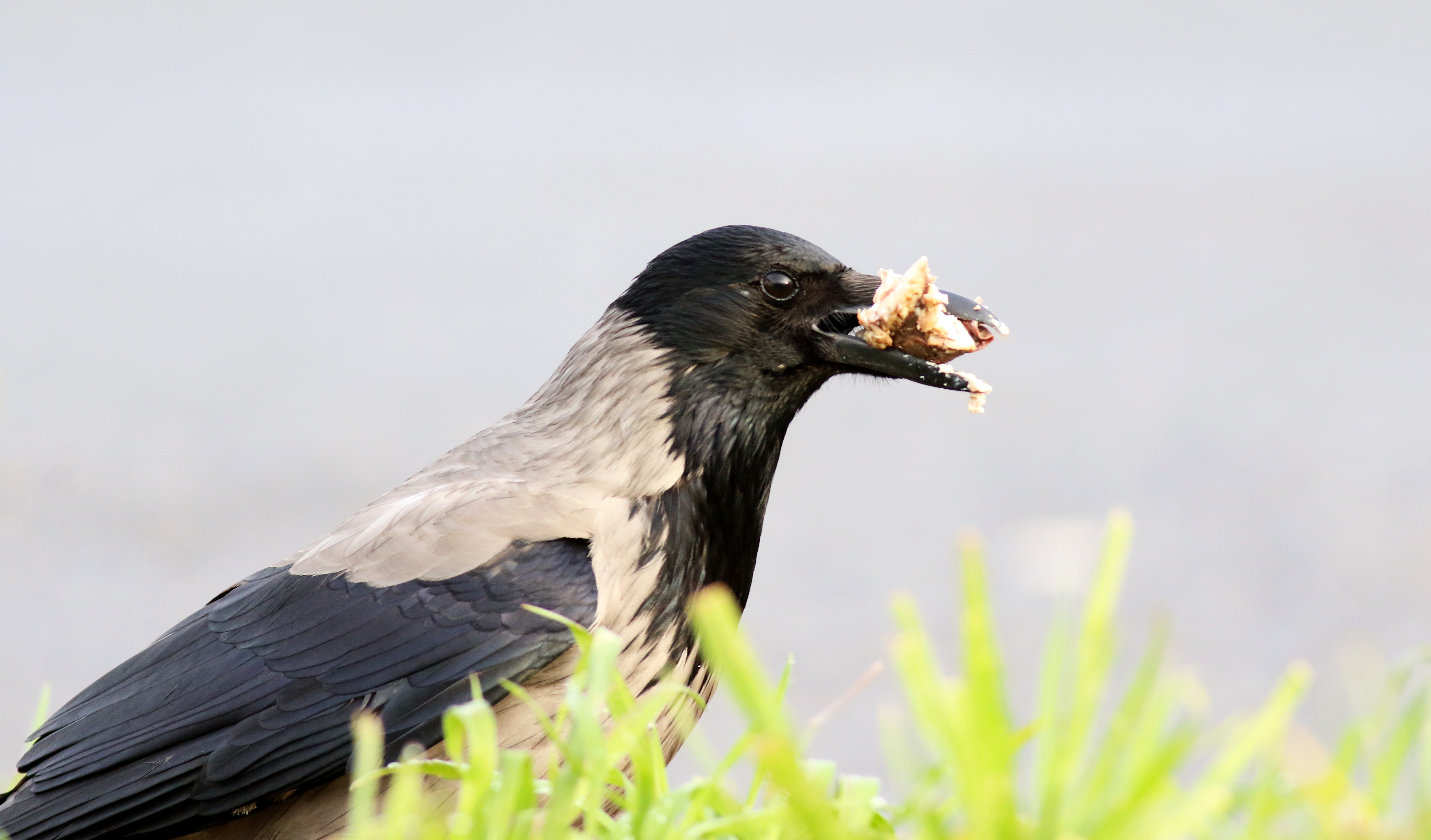 Hooded Crow