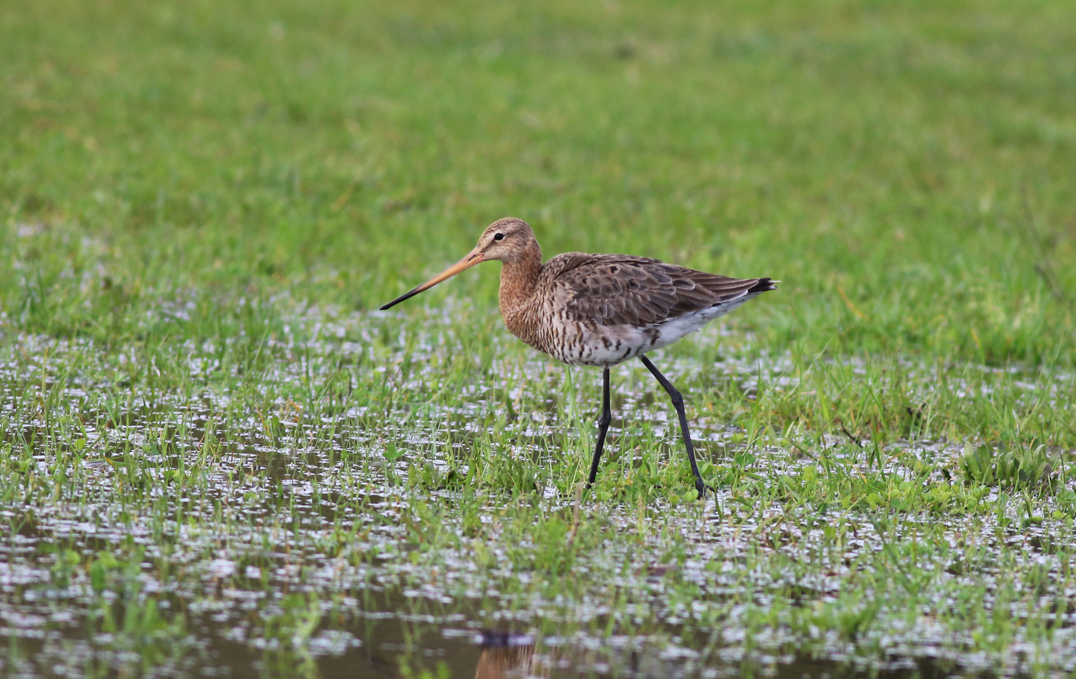 Black-tailed Godwit — Ana fotoğraf