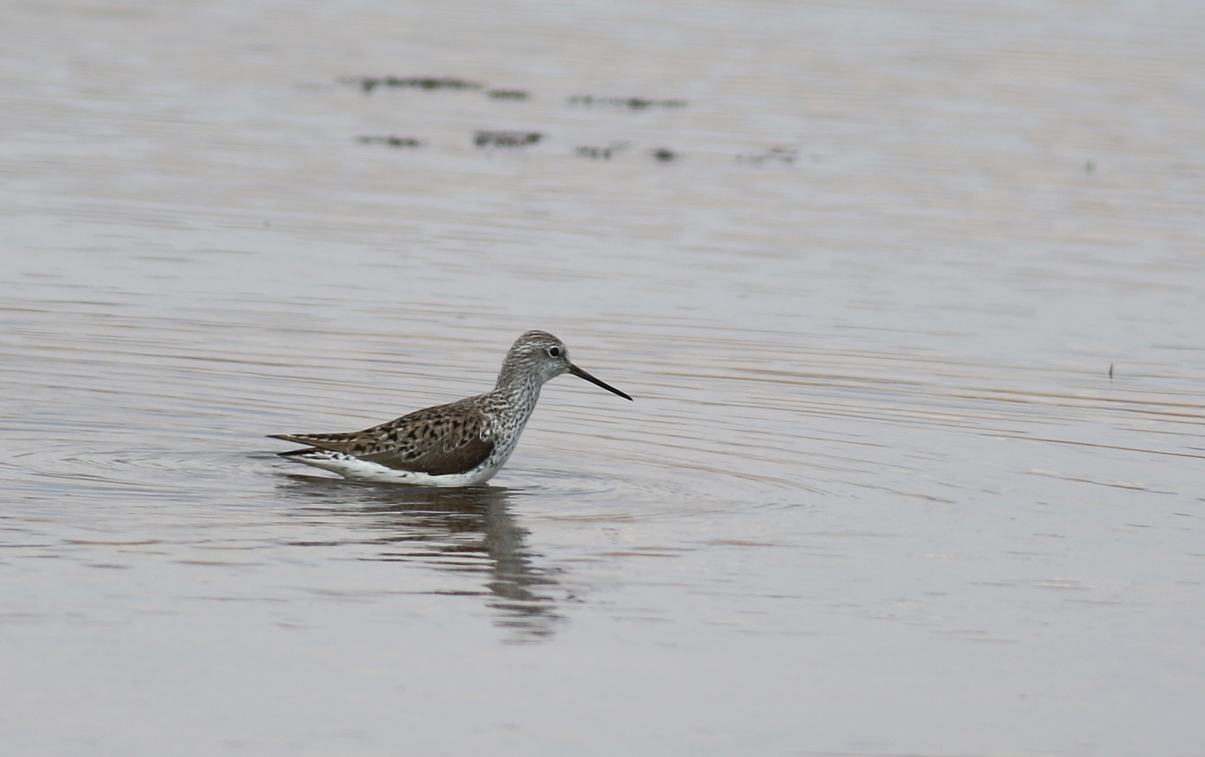Marsh Sandpiper