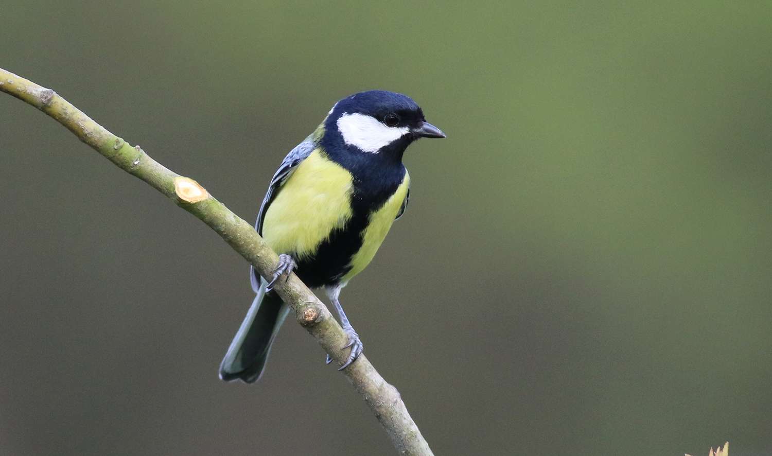 Great Tit
