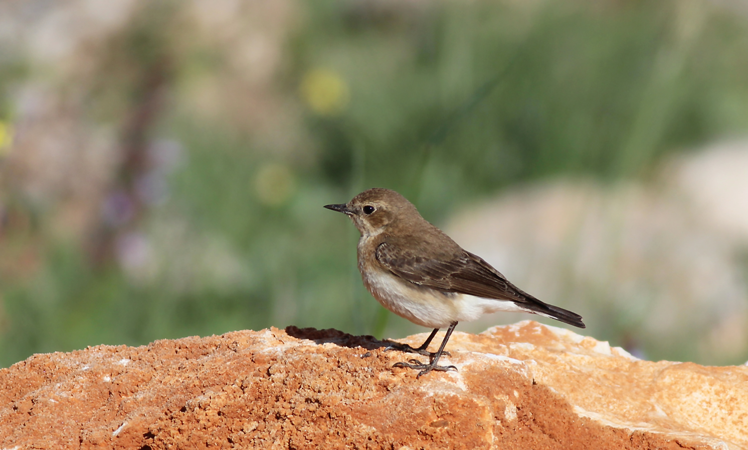 White-throated Robin