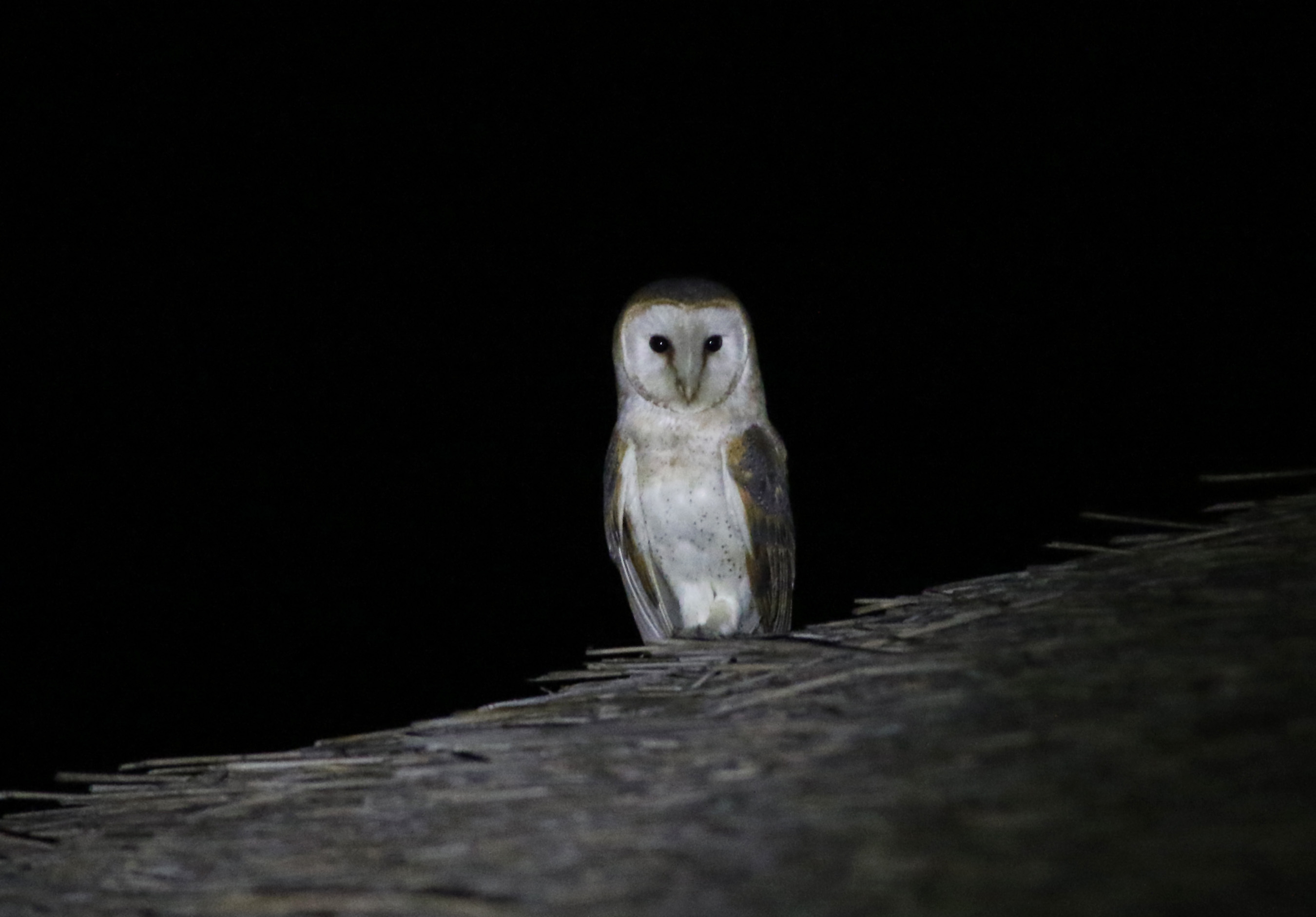 Barn Owl