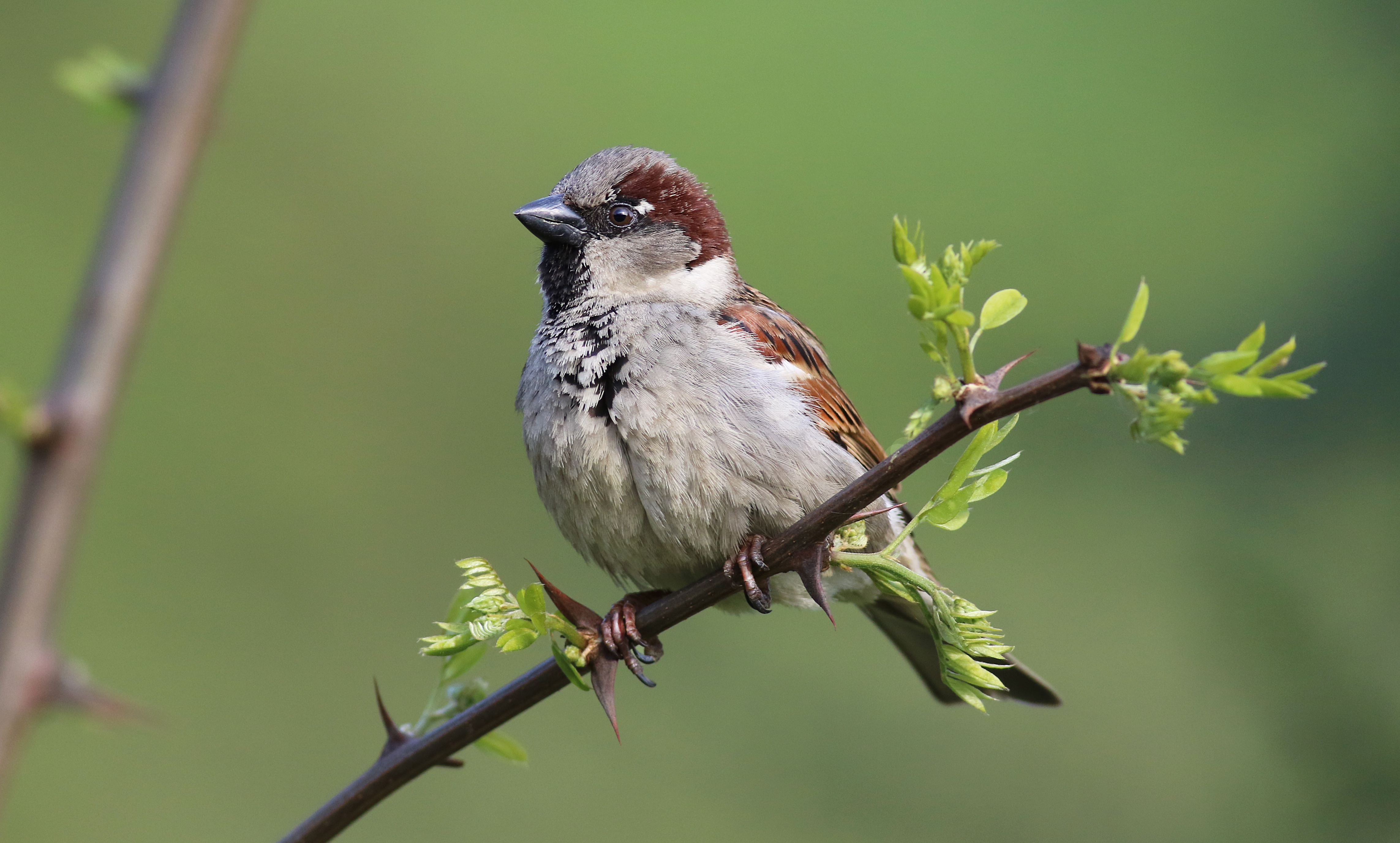 House Sparrow