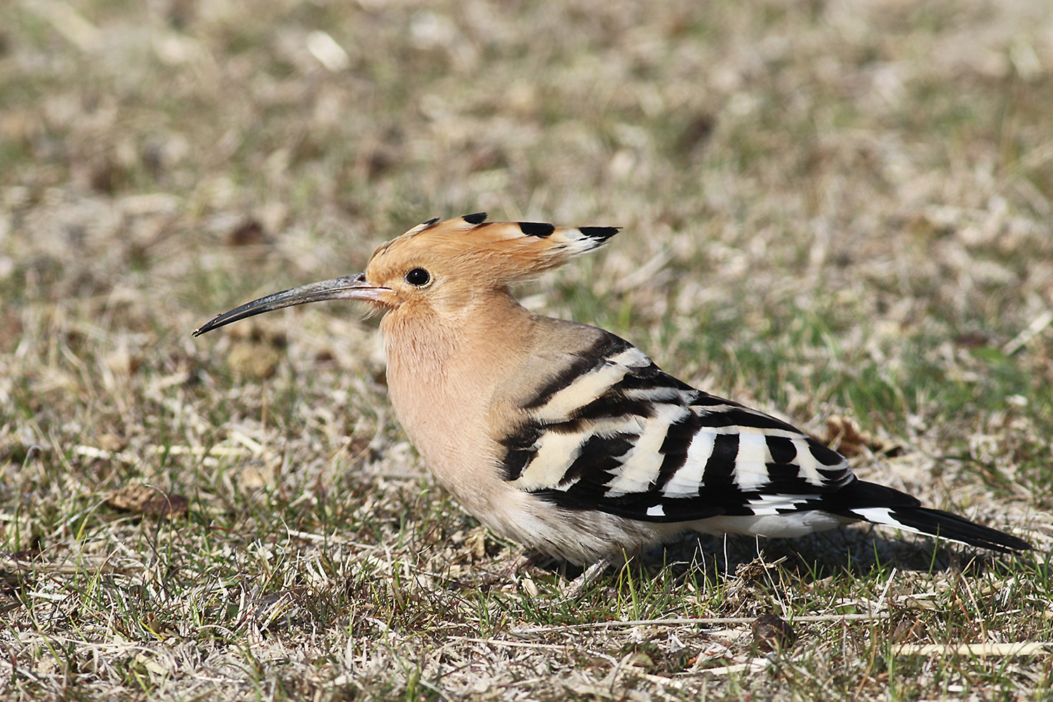 Eurasian Hoopoe