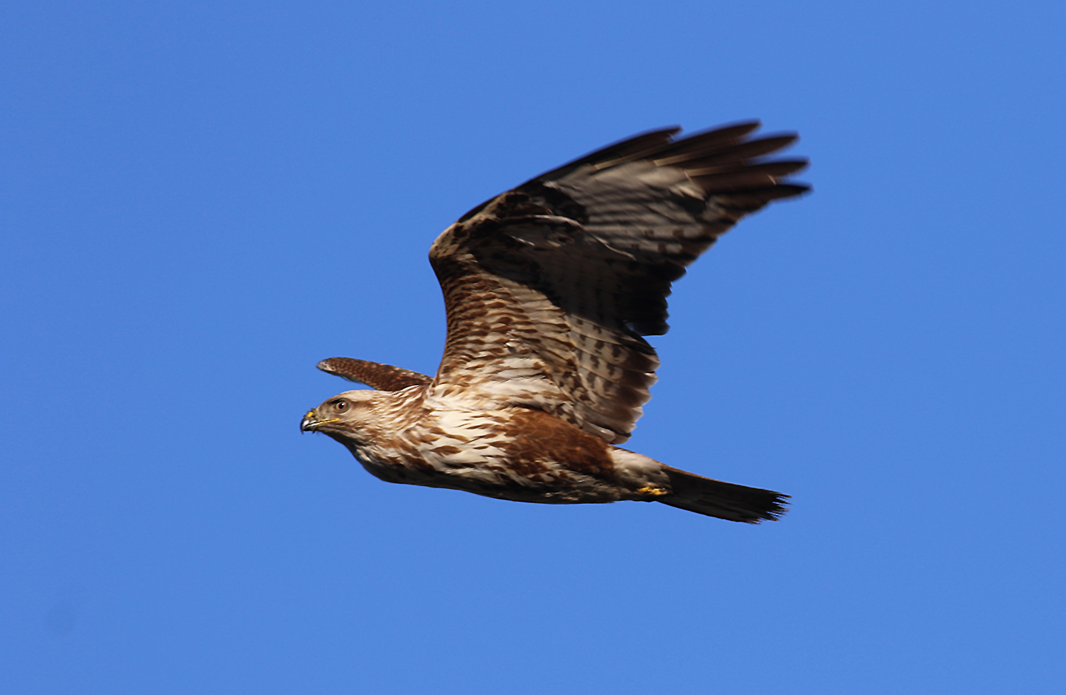 Common Buzzard