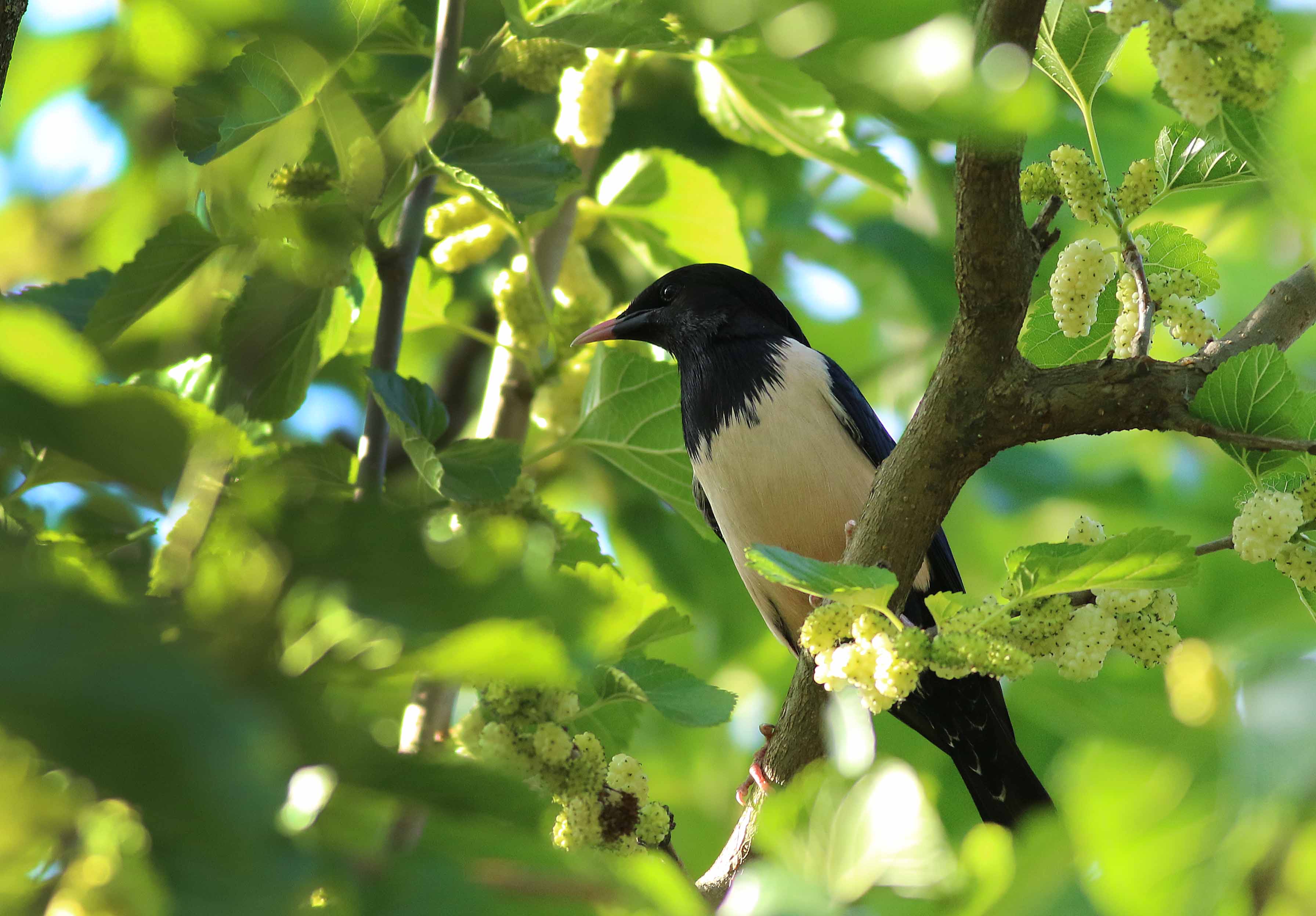Rosy Starling