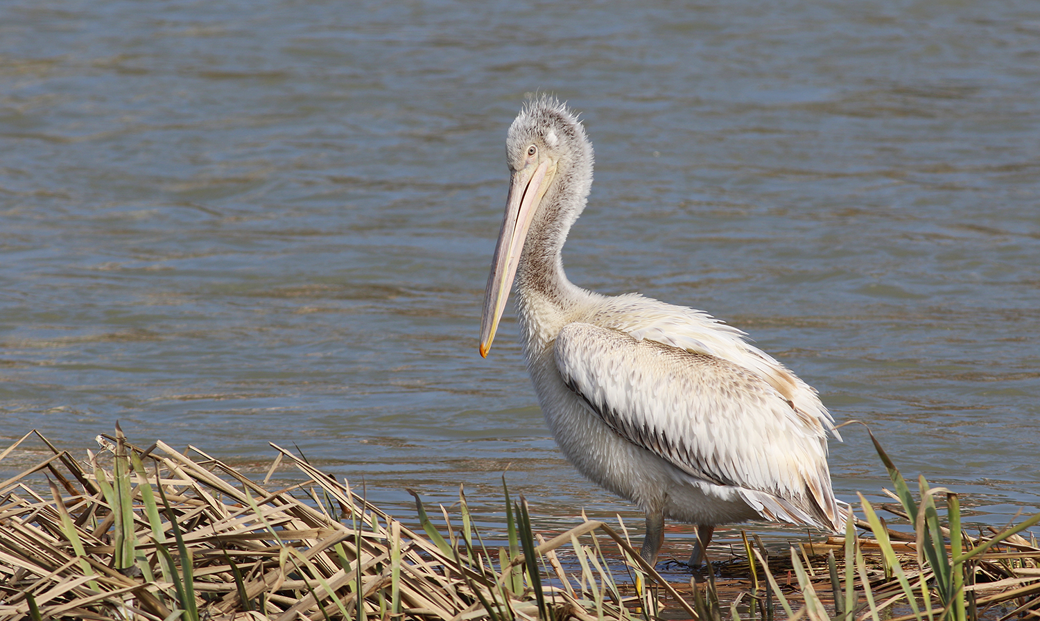Dalmatian Pelican