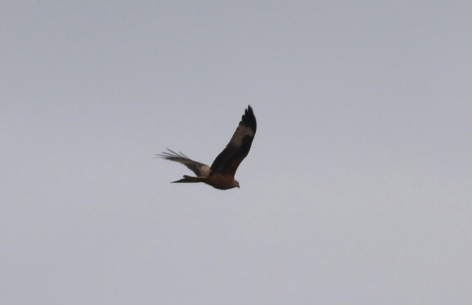 Red Kite