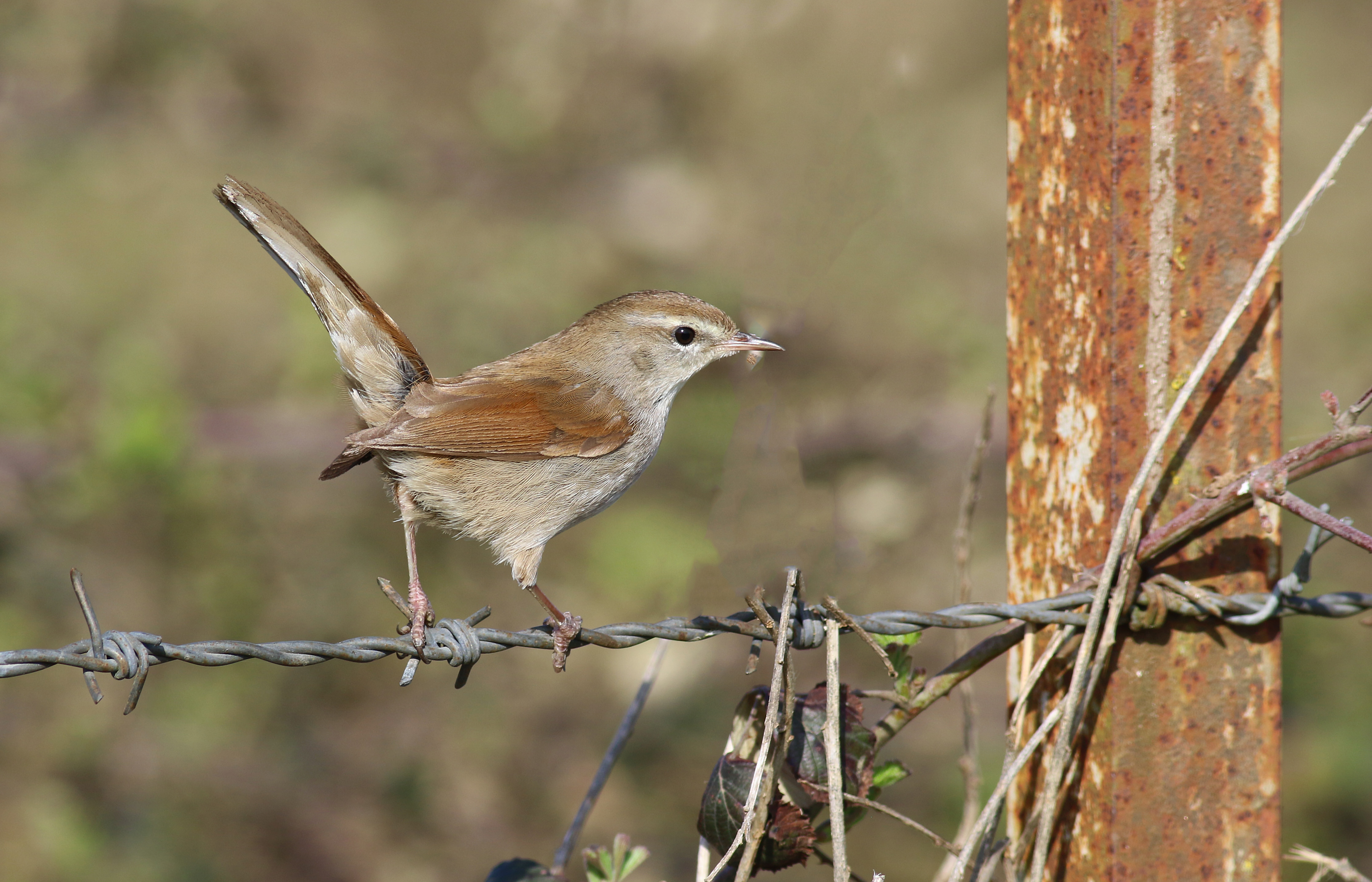Cetti's Warbler