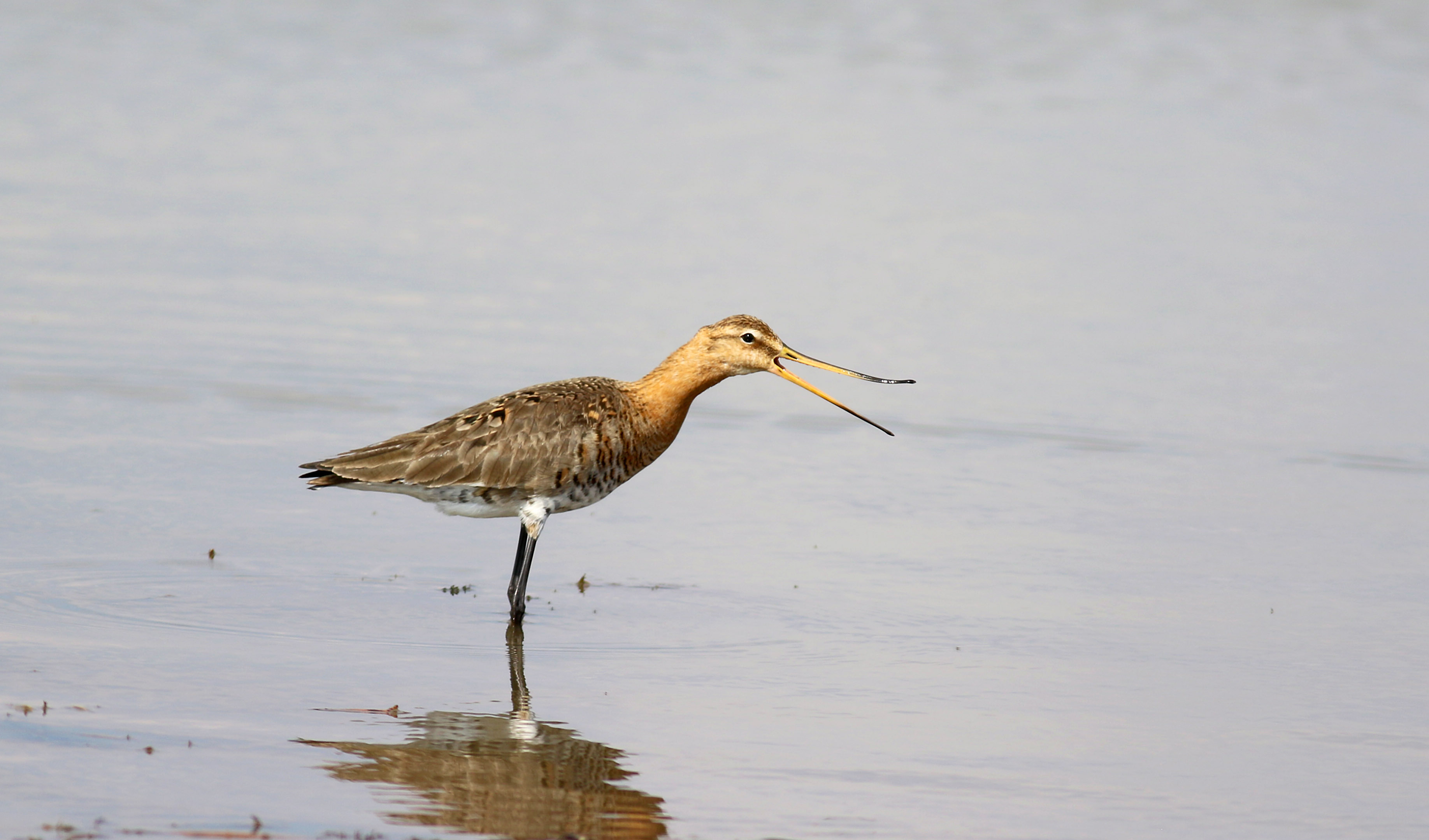 Black-tailed Godwit