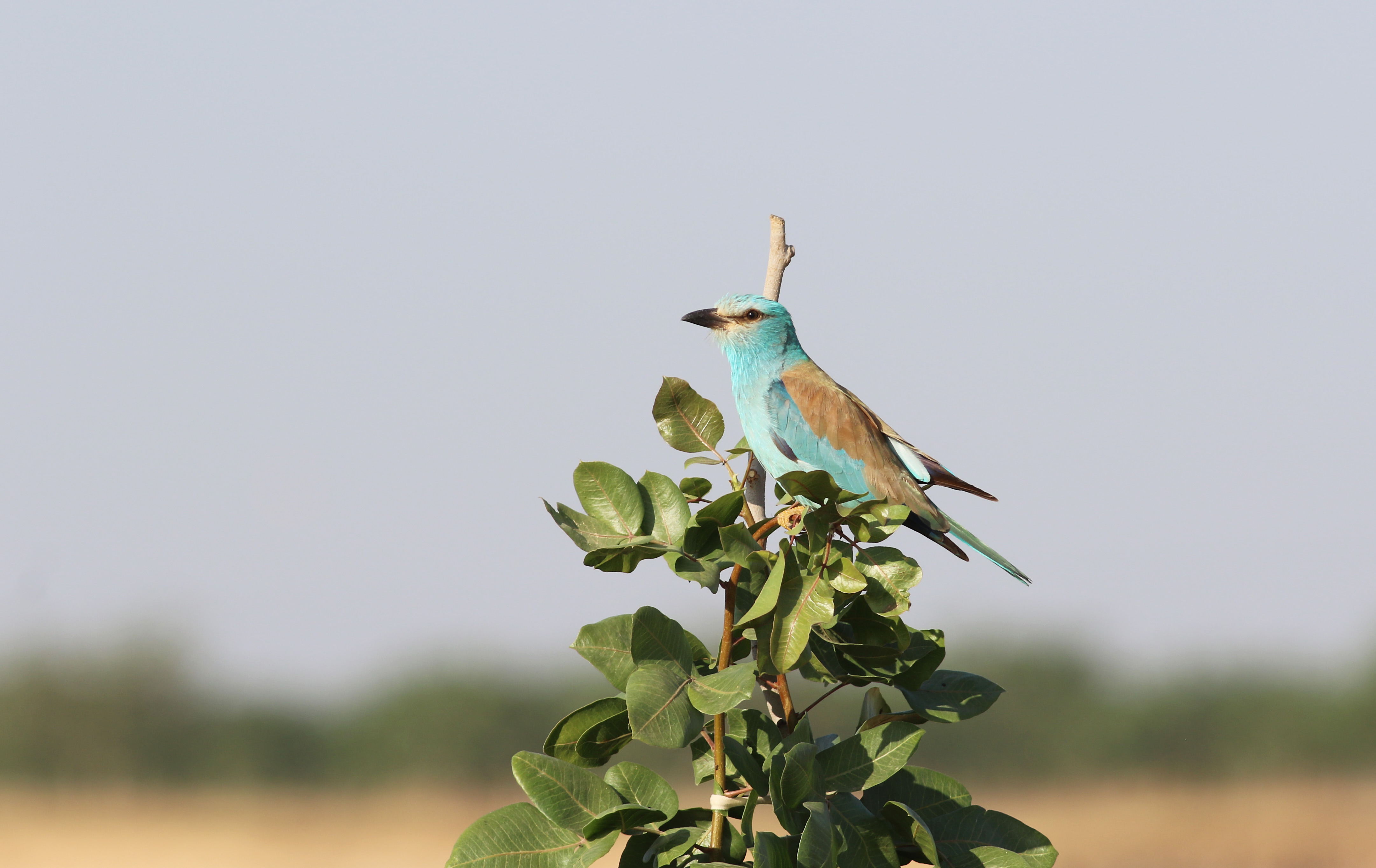 European Roller