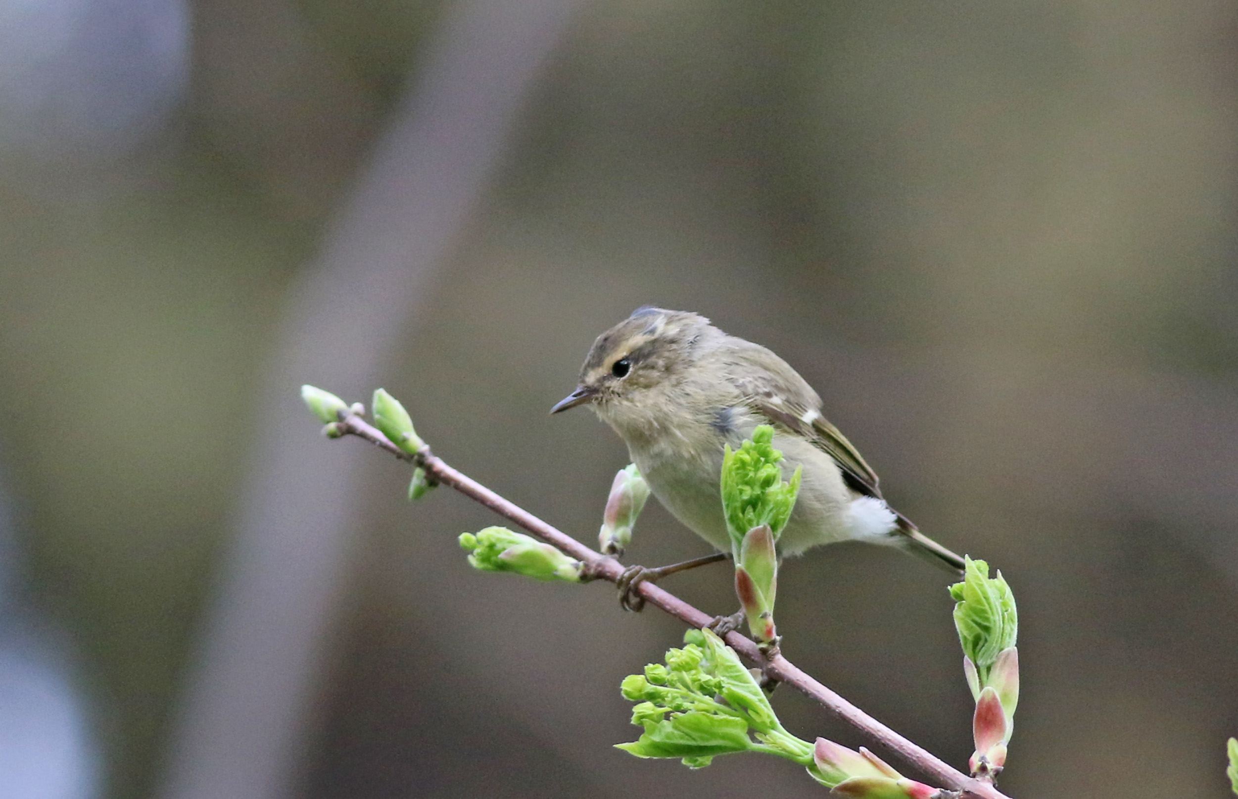 Hume's Warbler