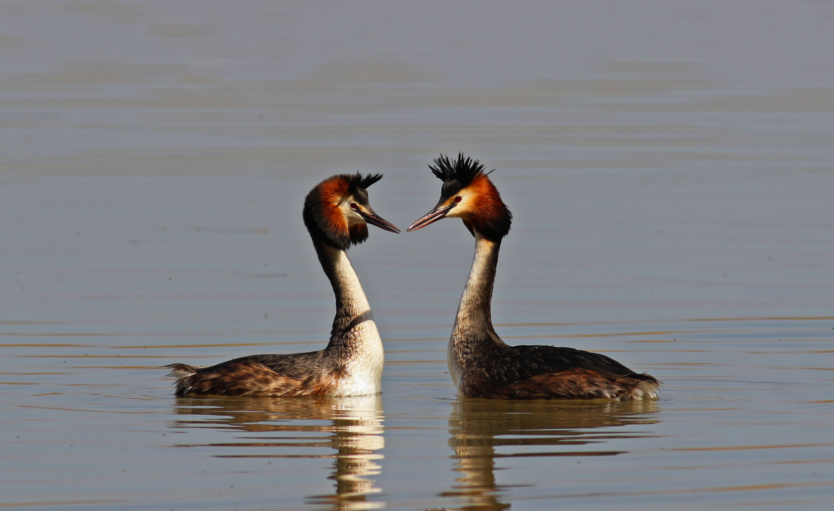 Great Crested Grebe — Ana fotoğraf