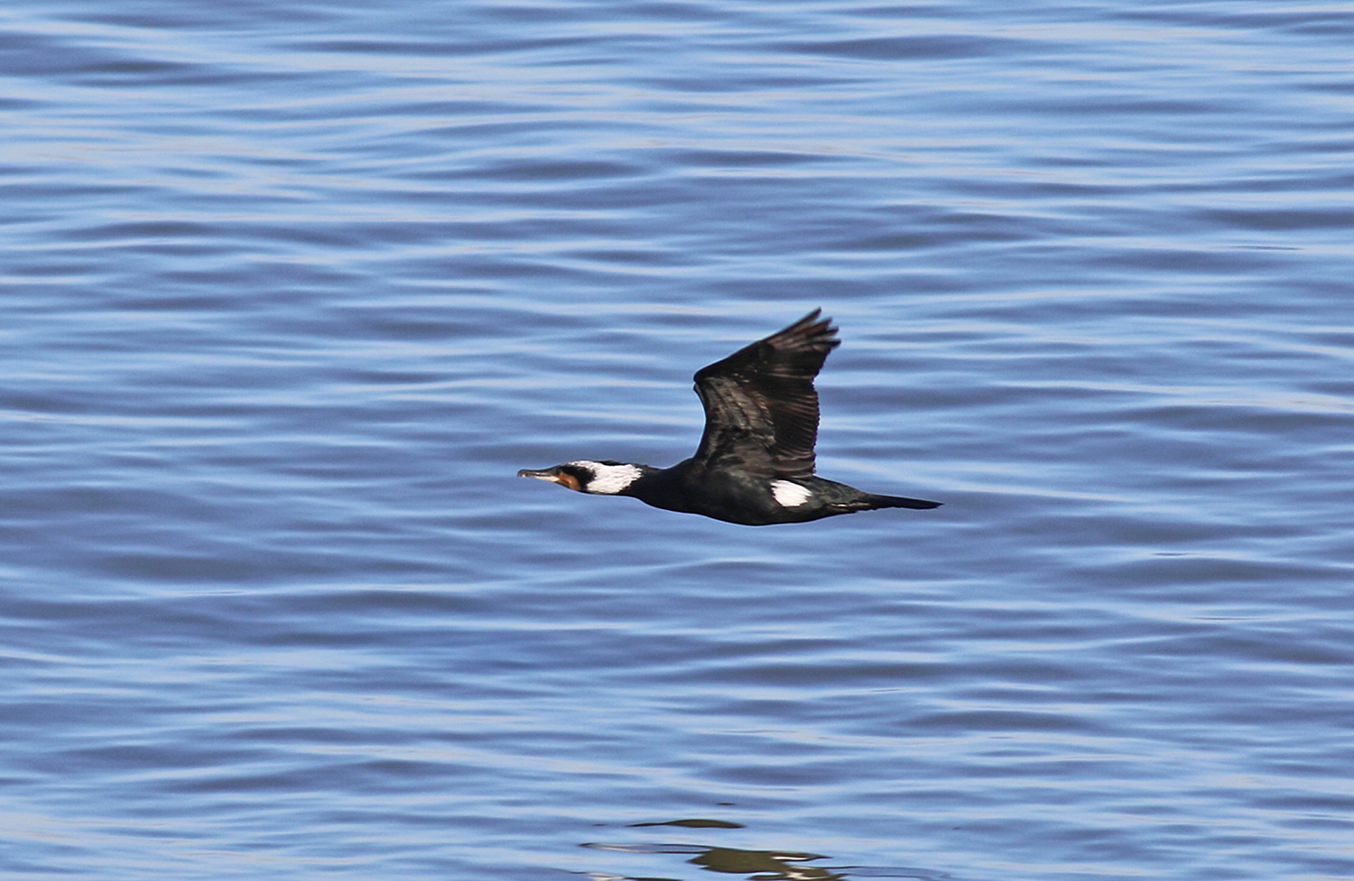 Great Cormorant