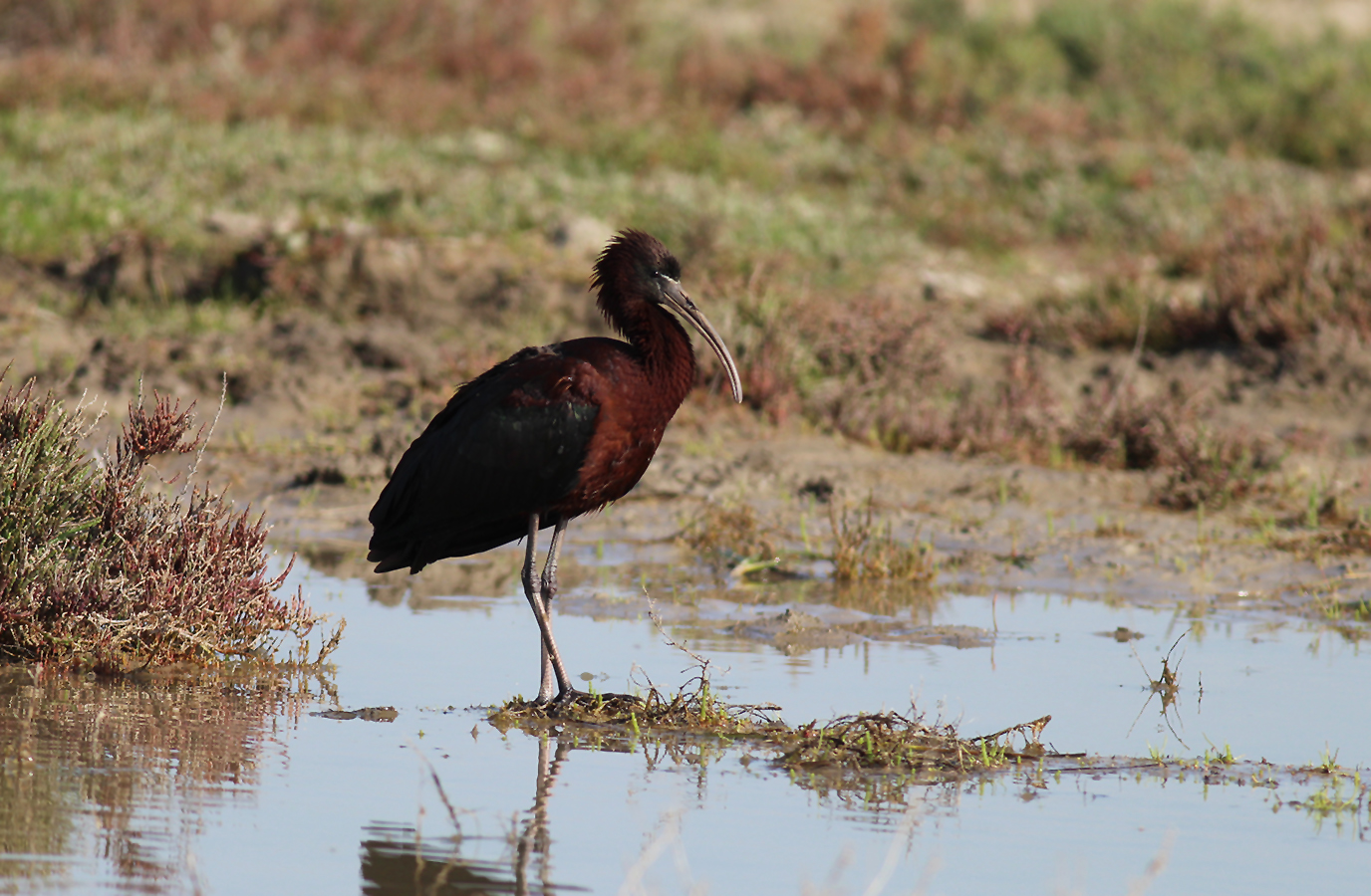 Glossy Ibis