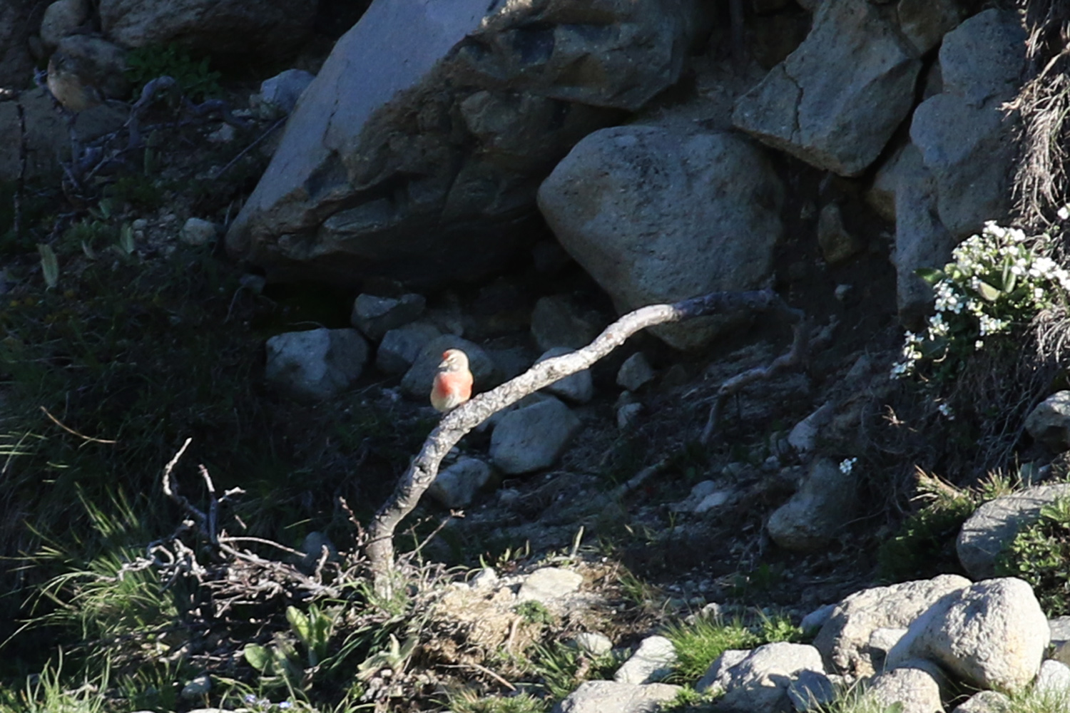 Crimson-winged Finch