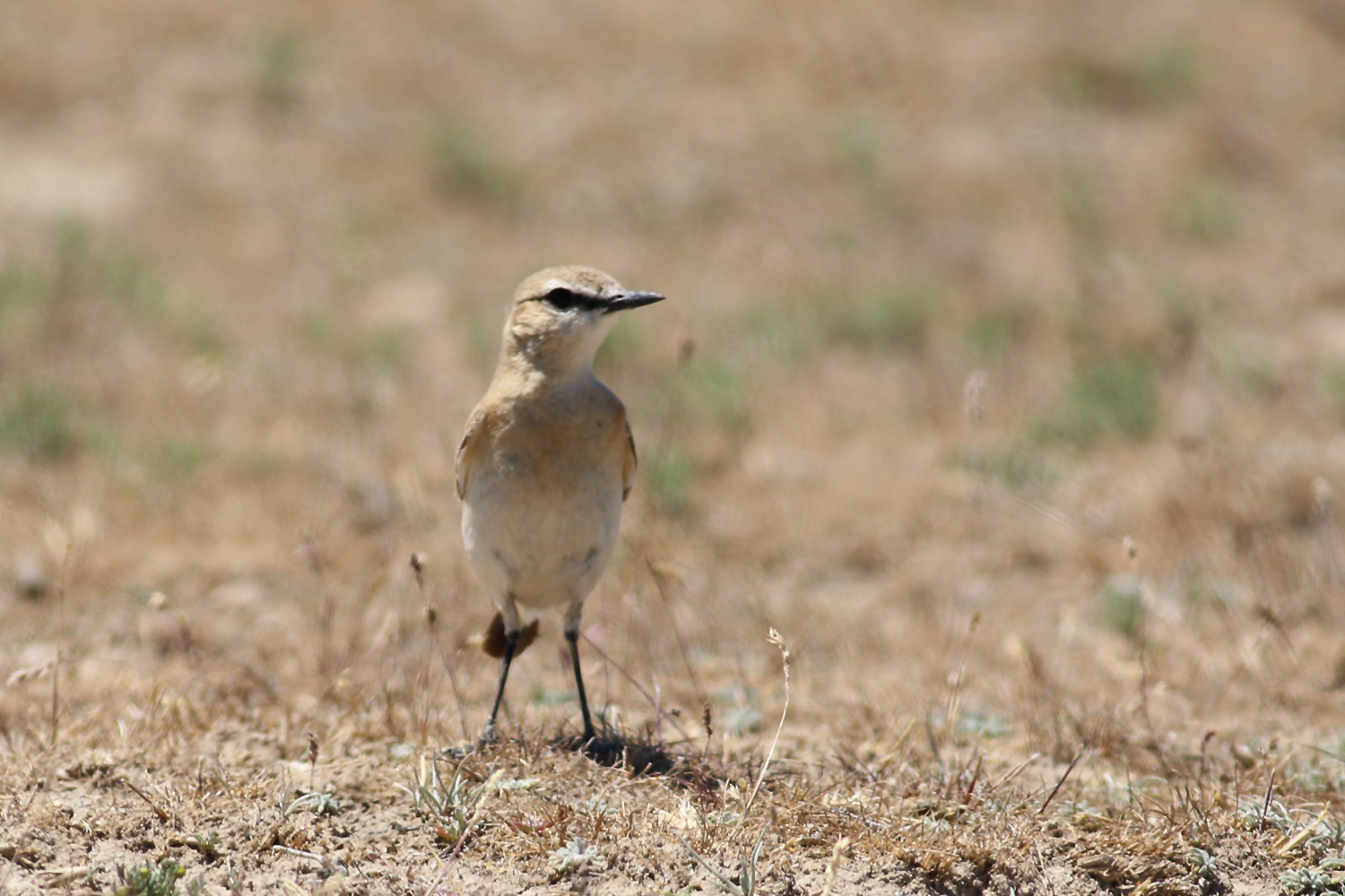 Isabelline Wheatear