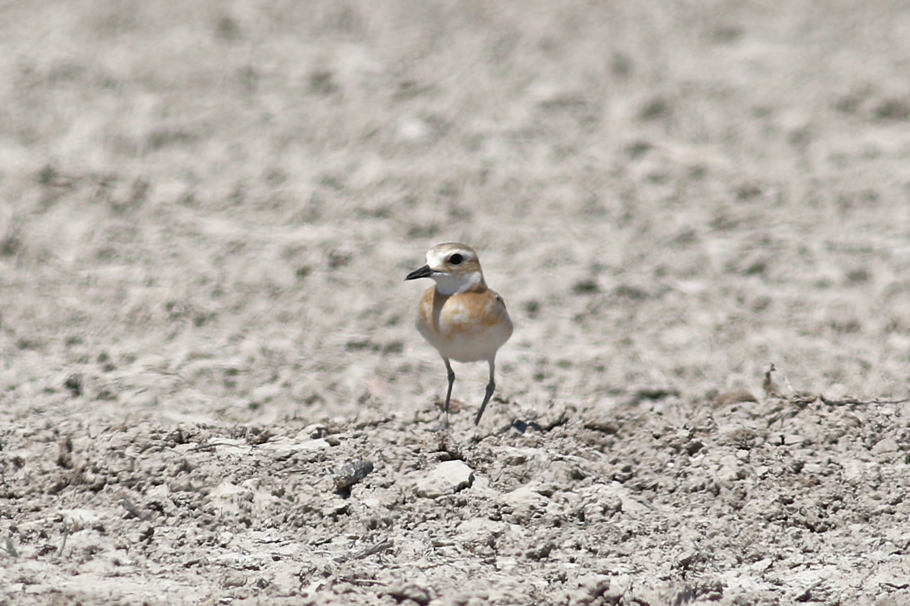 Greater Sand-Plover