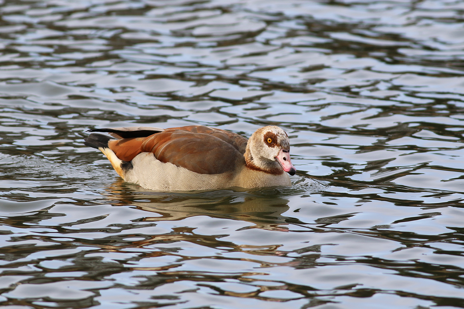 Egyptian Goose