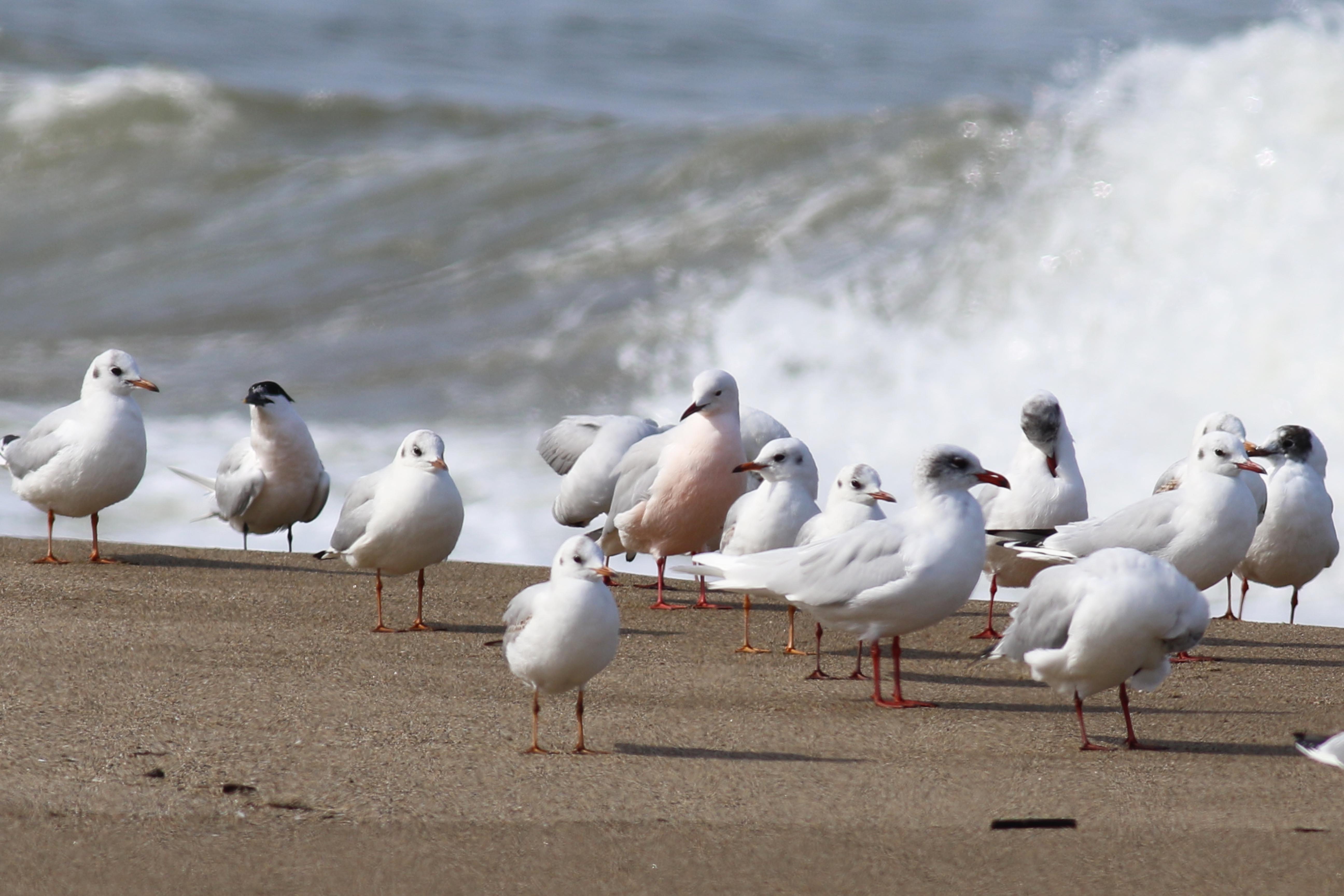 Slender-billed Gull — Ana fotoğraf