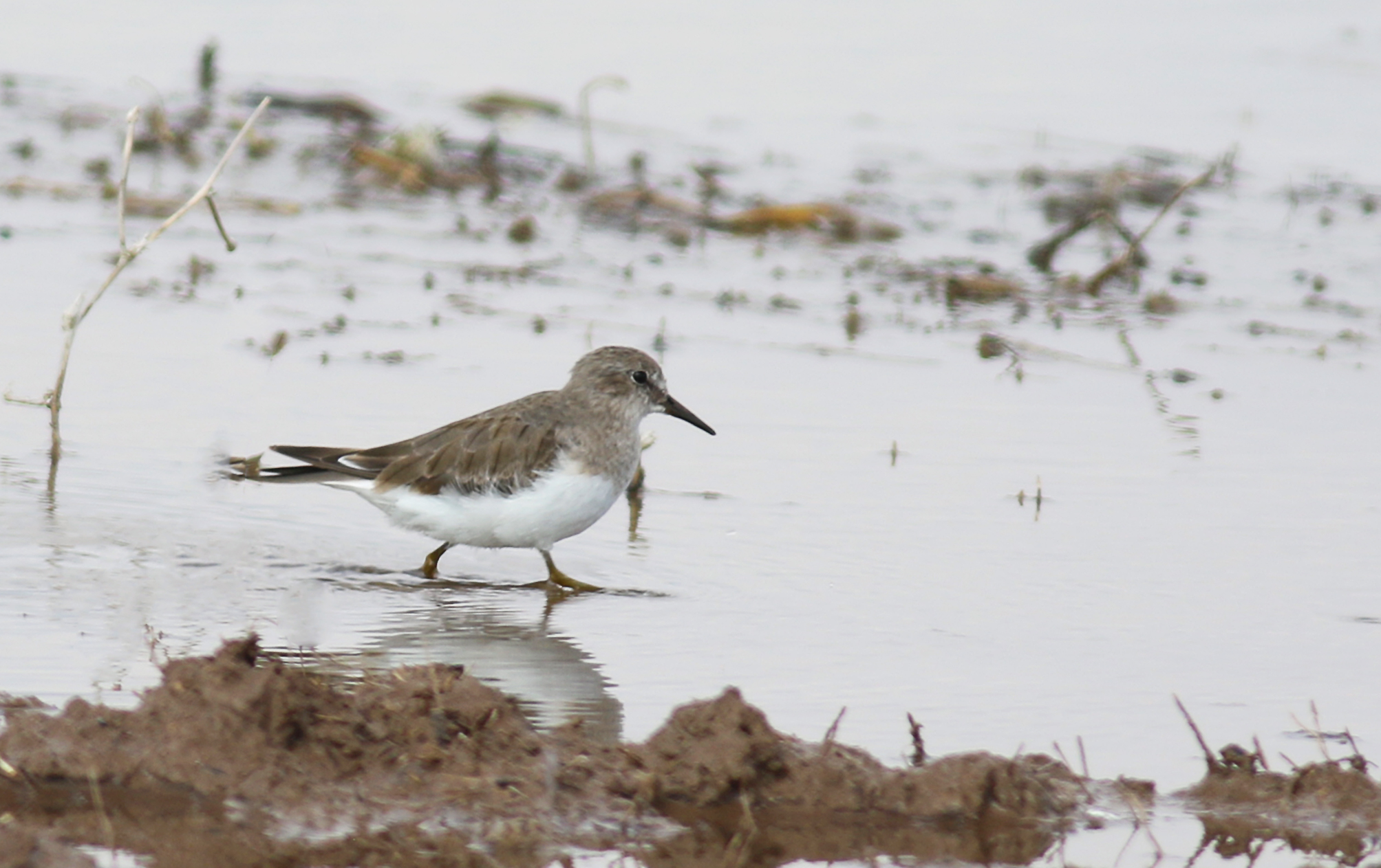 Temminck's Stint