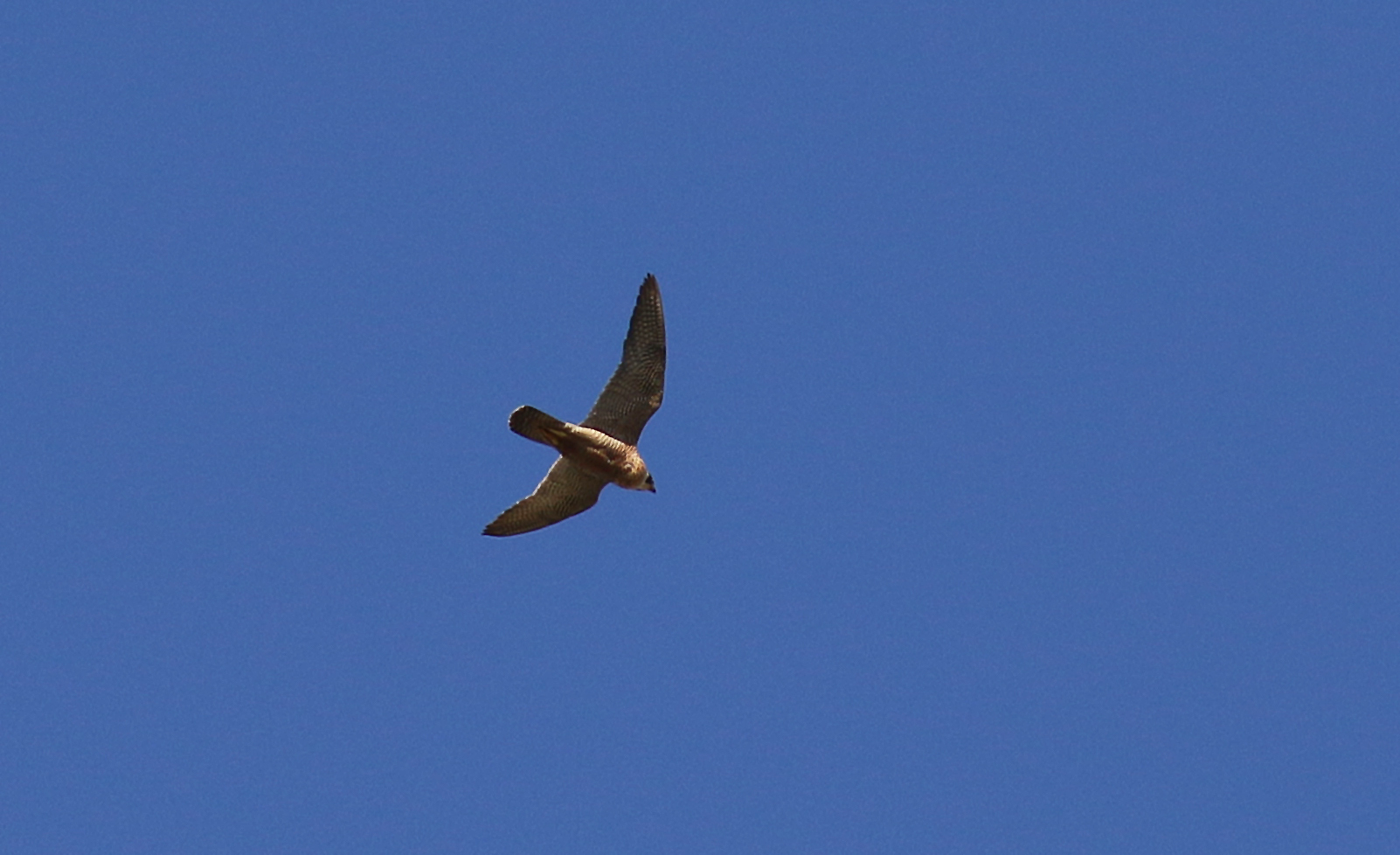 Peregrine Falcon