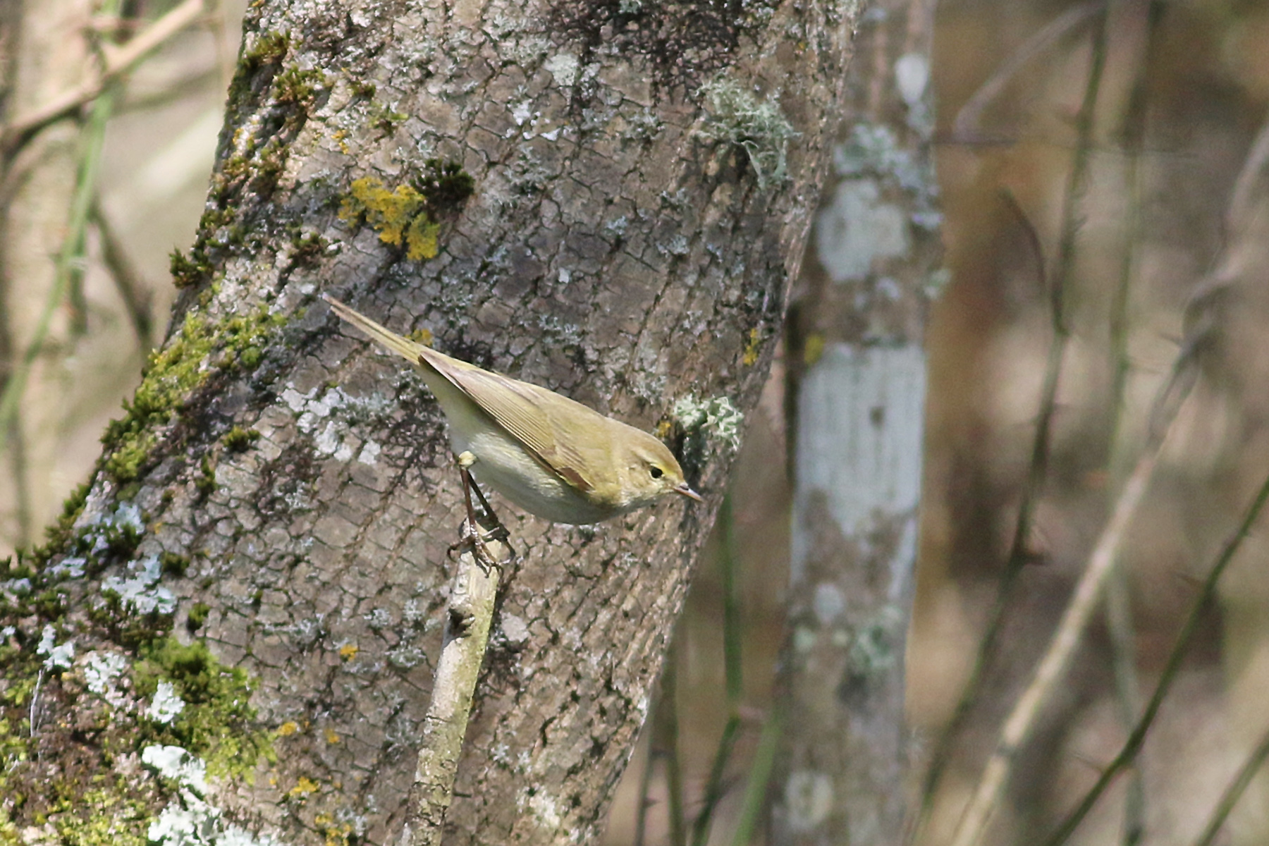 Common Chiffchaff