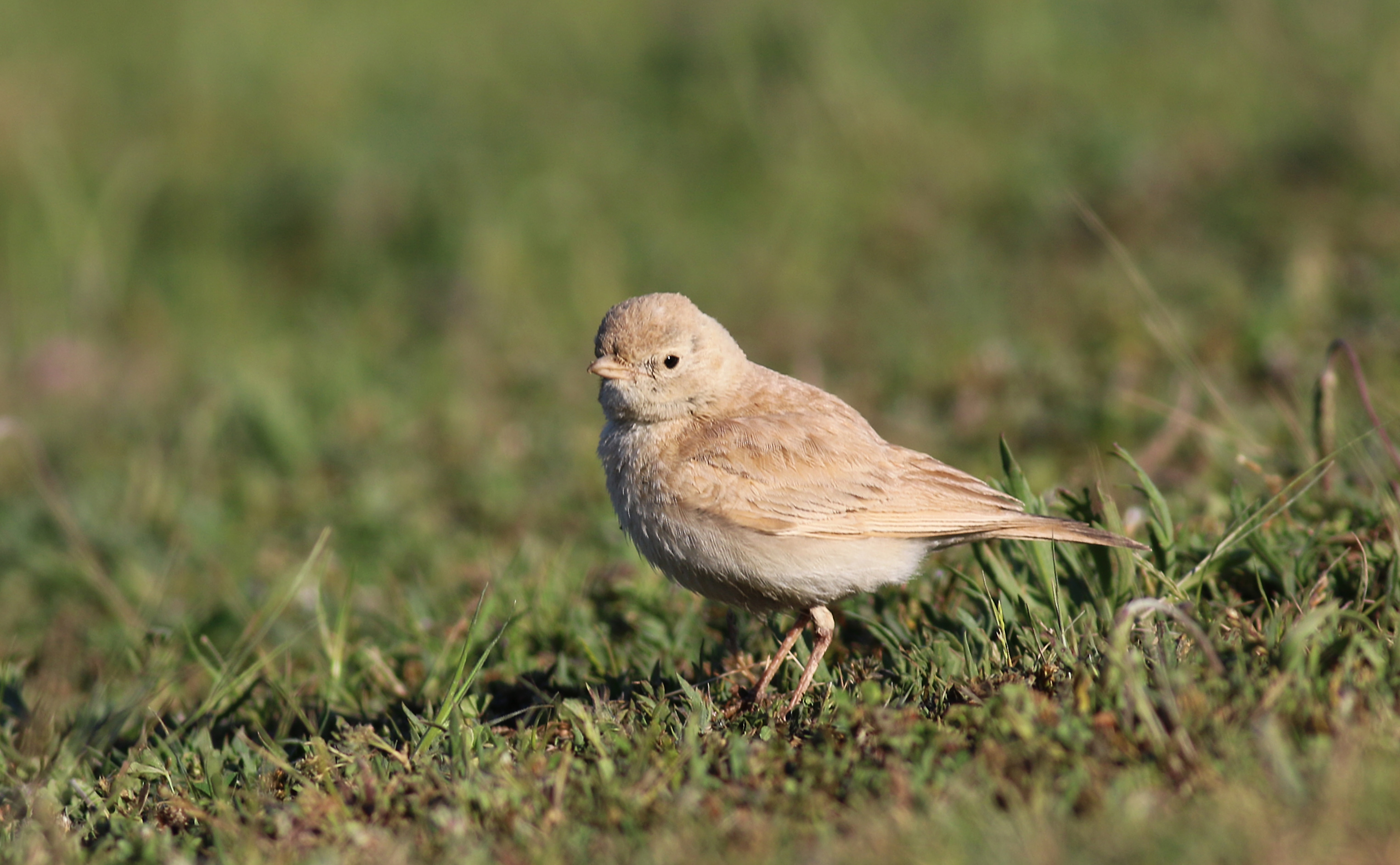 Bar-tailed Lark