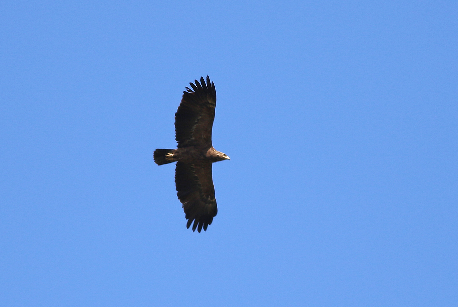 Lesser Spotted Eagle