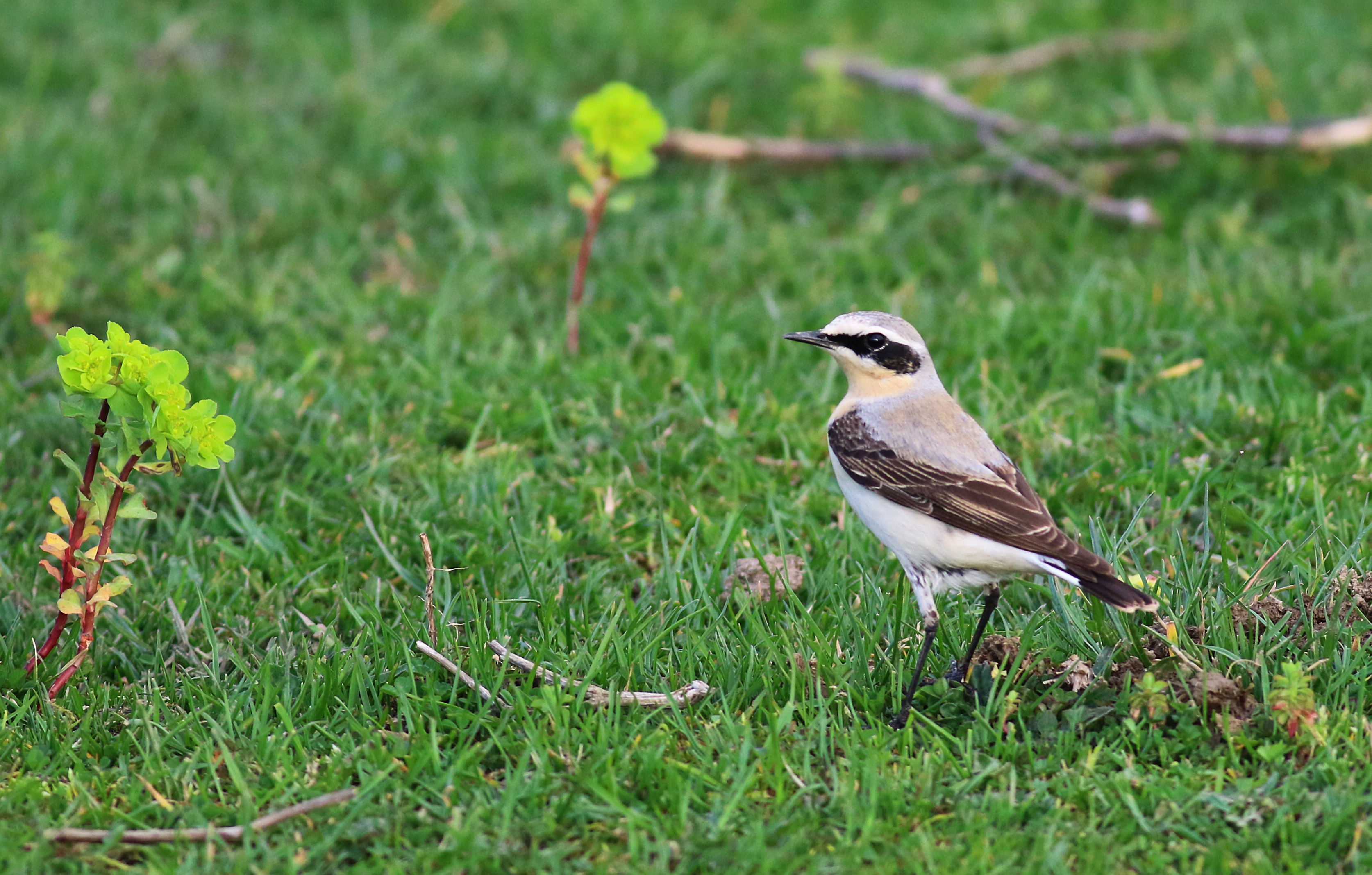 Northern Wheatear