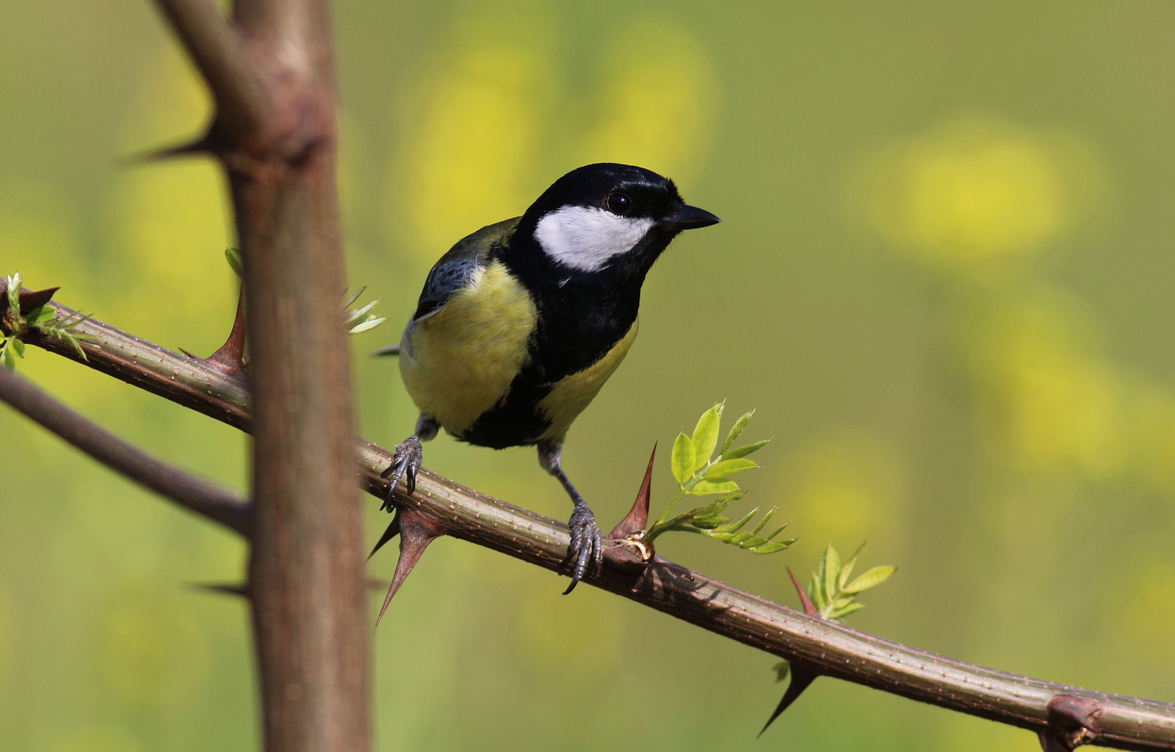 Great Tit