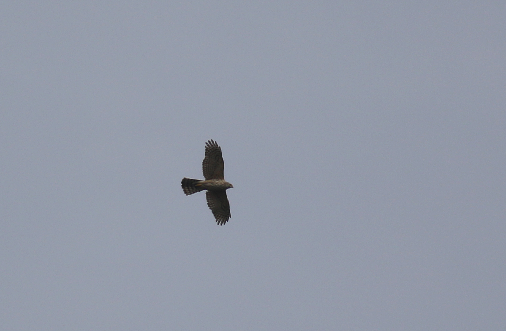 Northern Goshawk