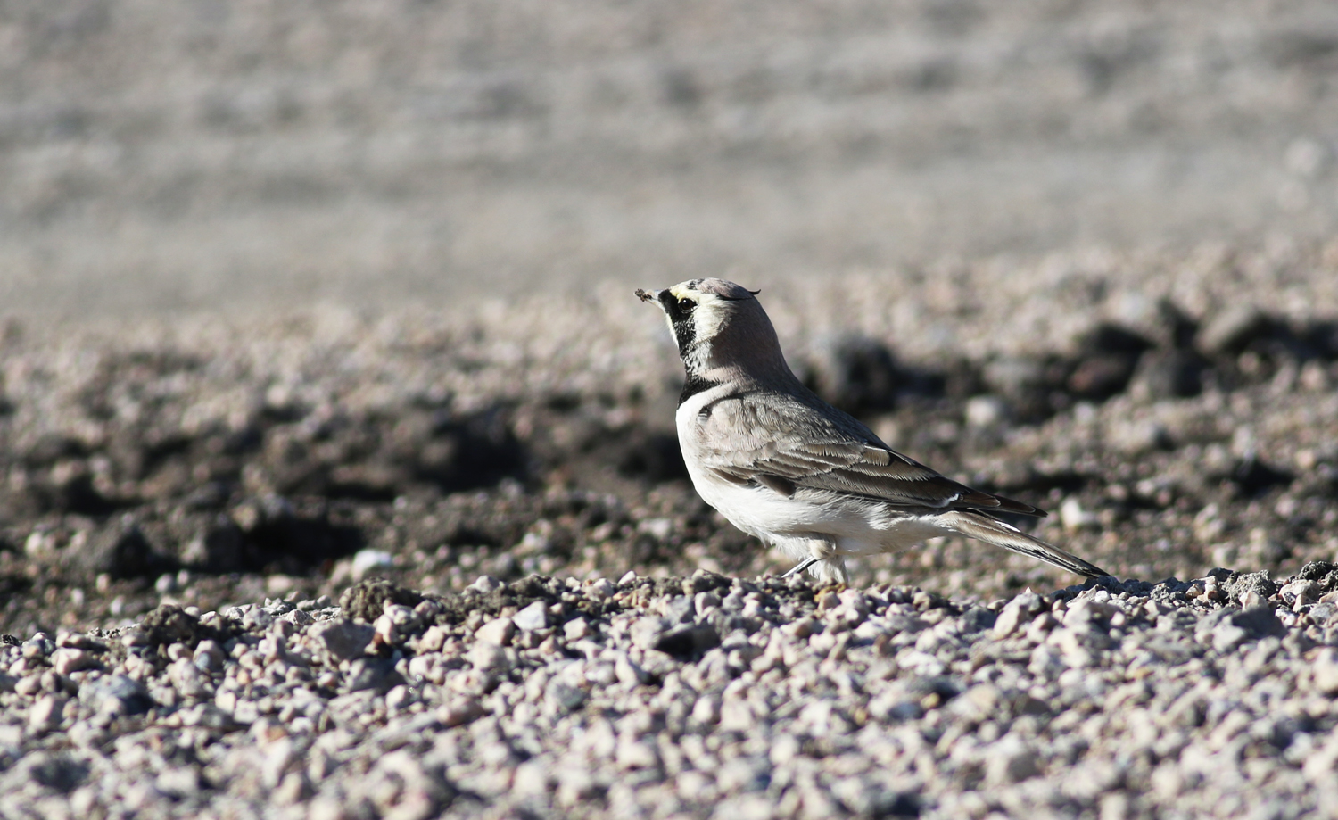 Horned Lark
