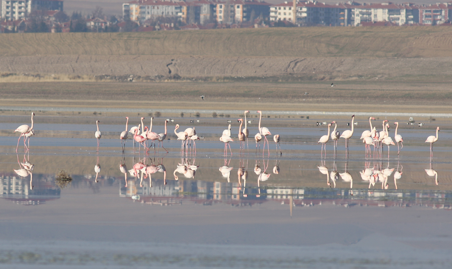 Lesser Flamingo