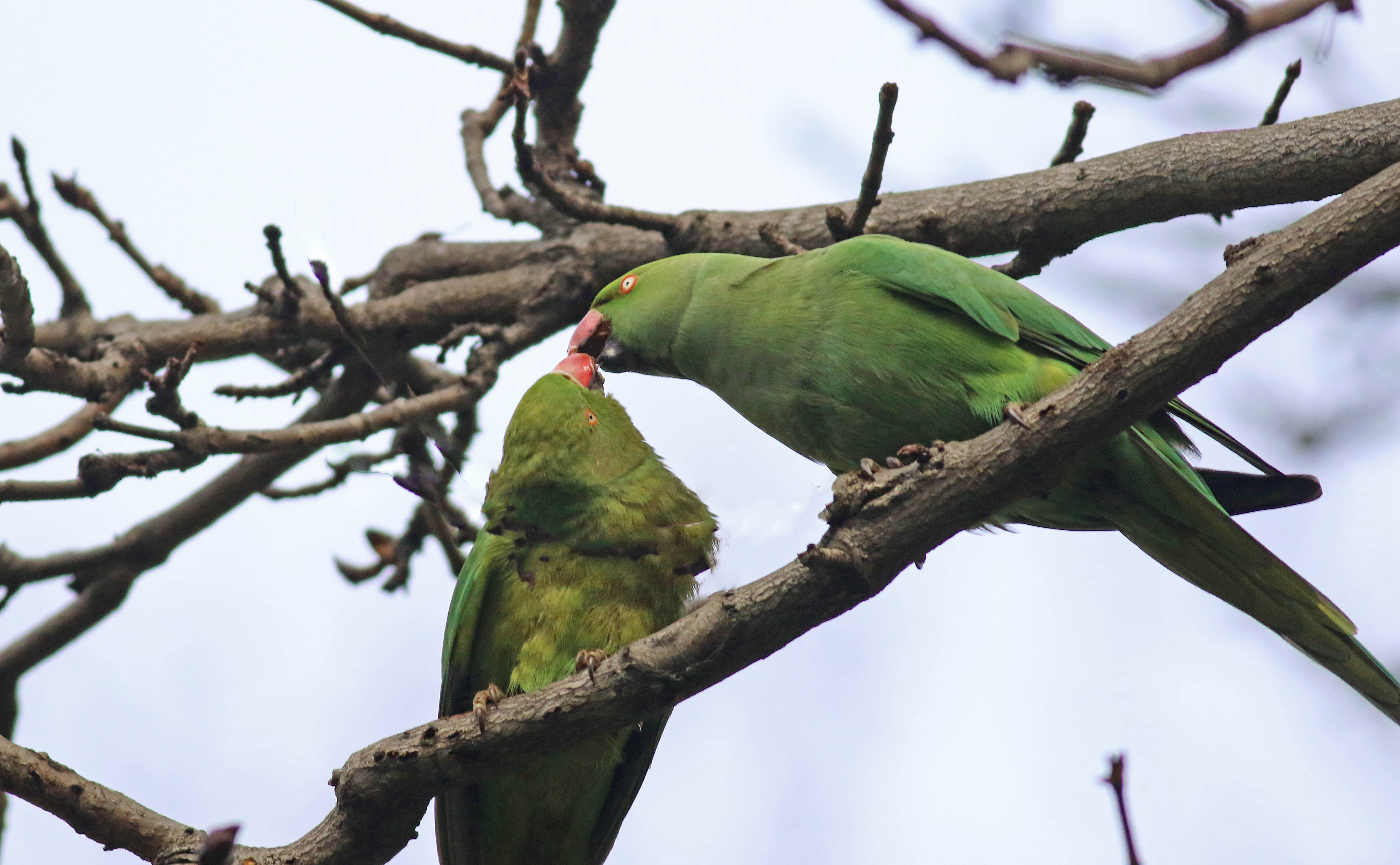 Rose-ringed Parakeet