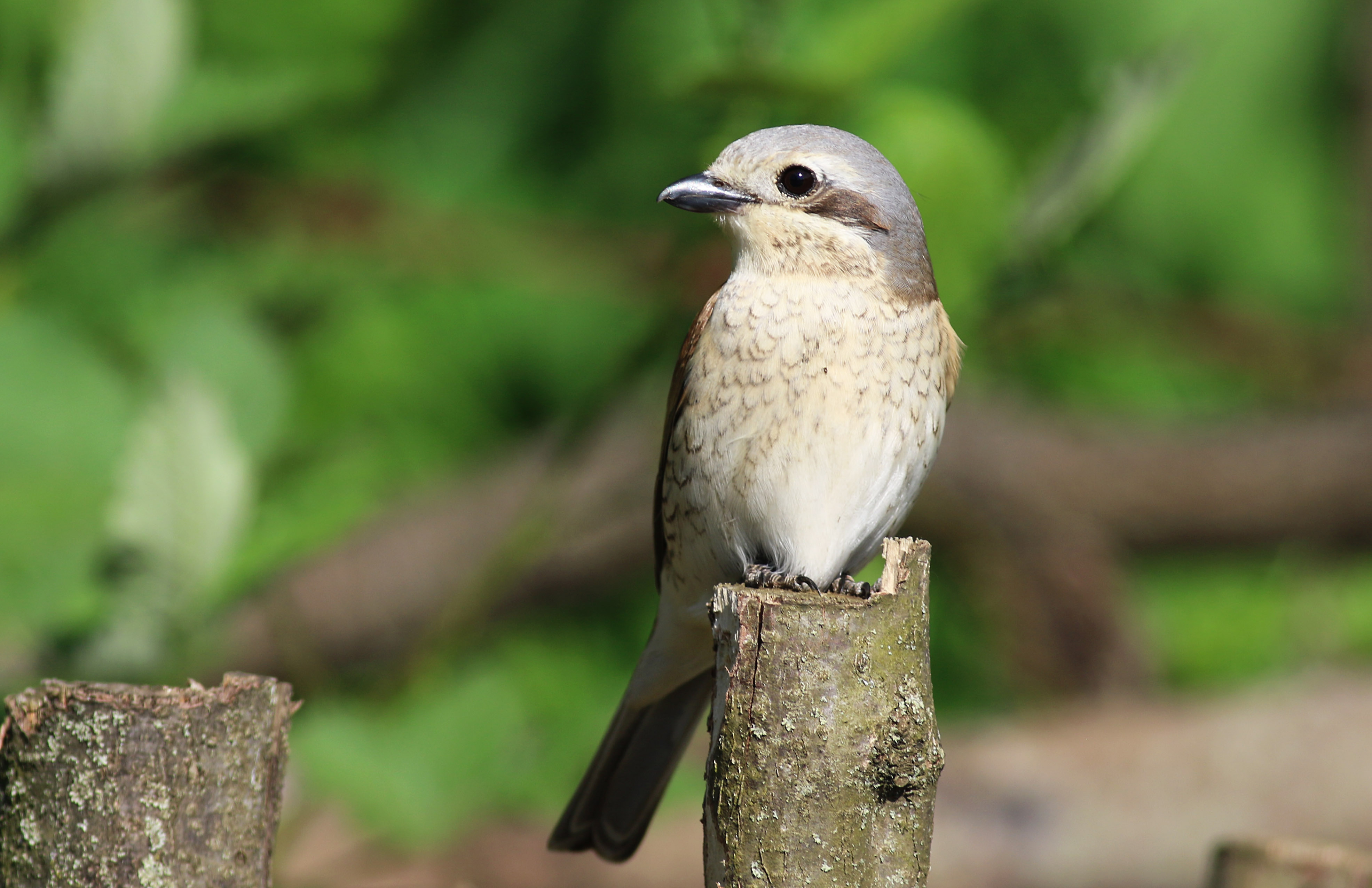 Red-backed Shrike