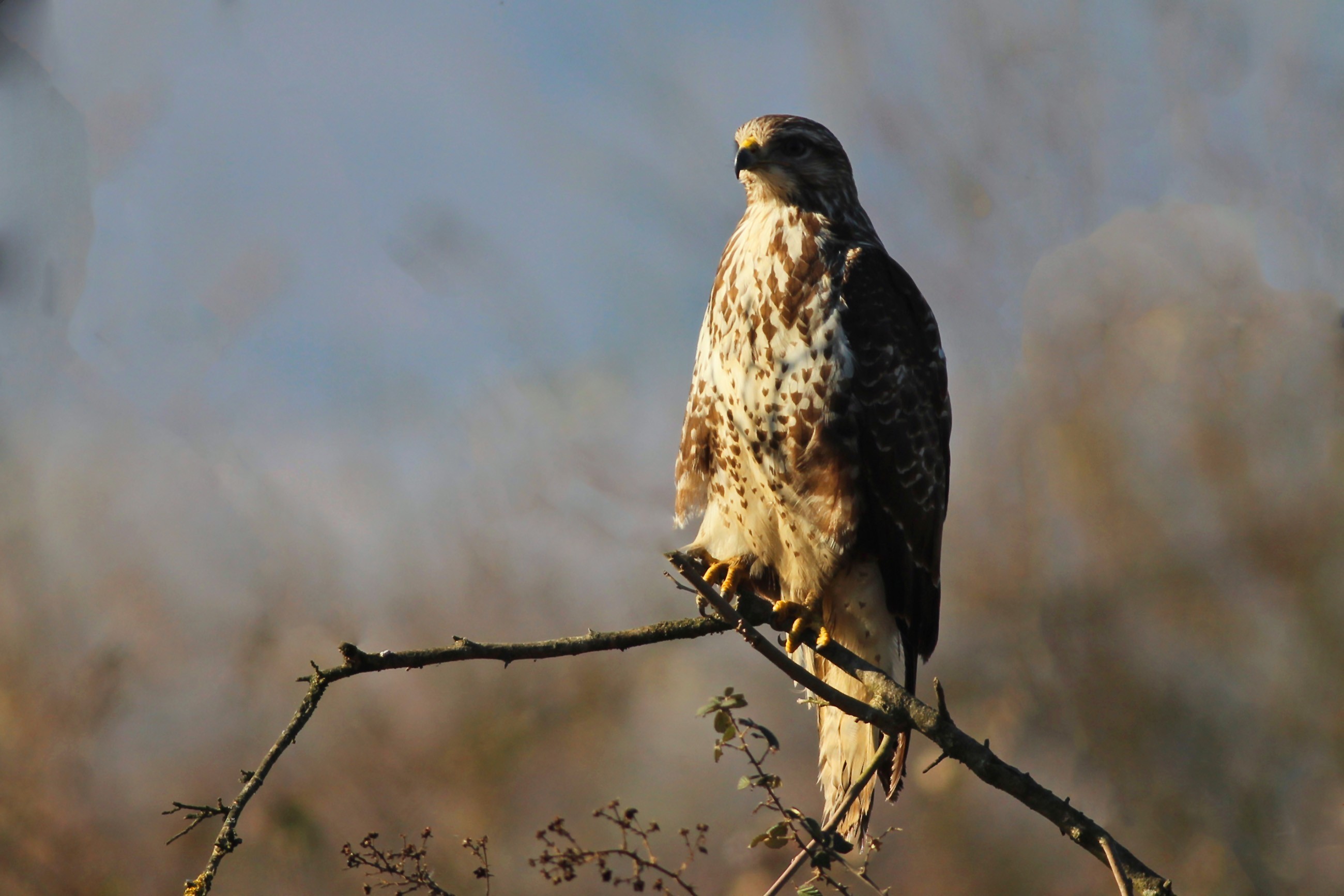 Common Buzzard
